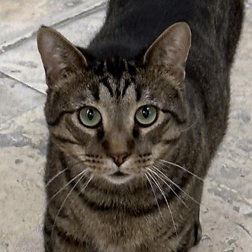 Enlarge Crybaby, a ADOPTABLE Domestic Short Hair in Crystal Lake, IL image 1/5