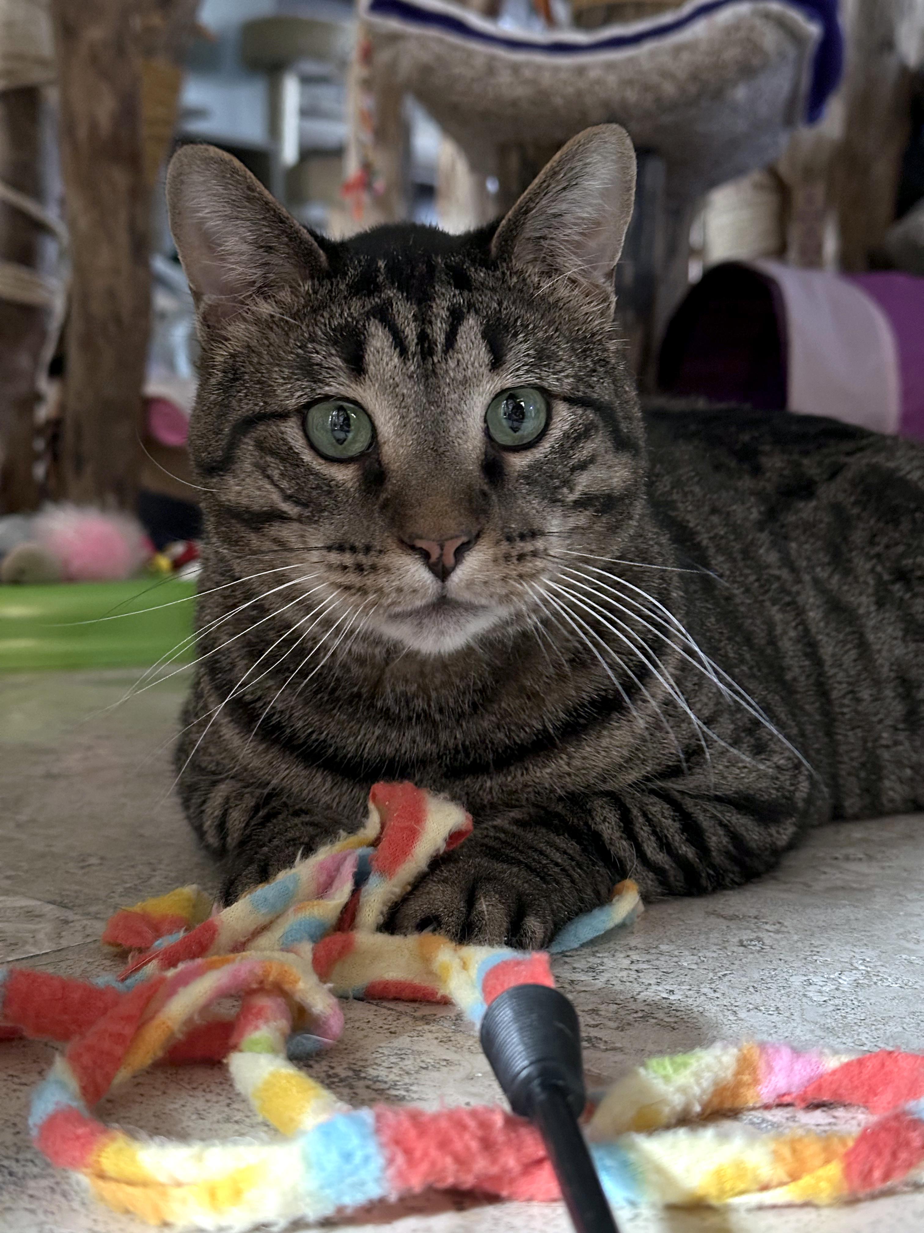 Crybaby, a ADOPTABLE Domestic Short Hair in Crystal Lake, IL image 5/6