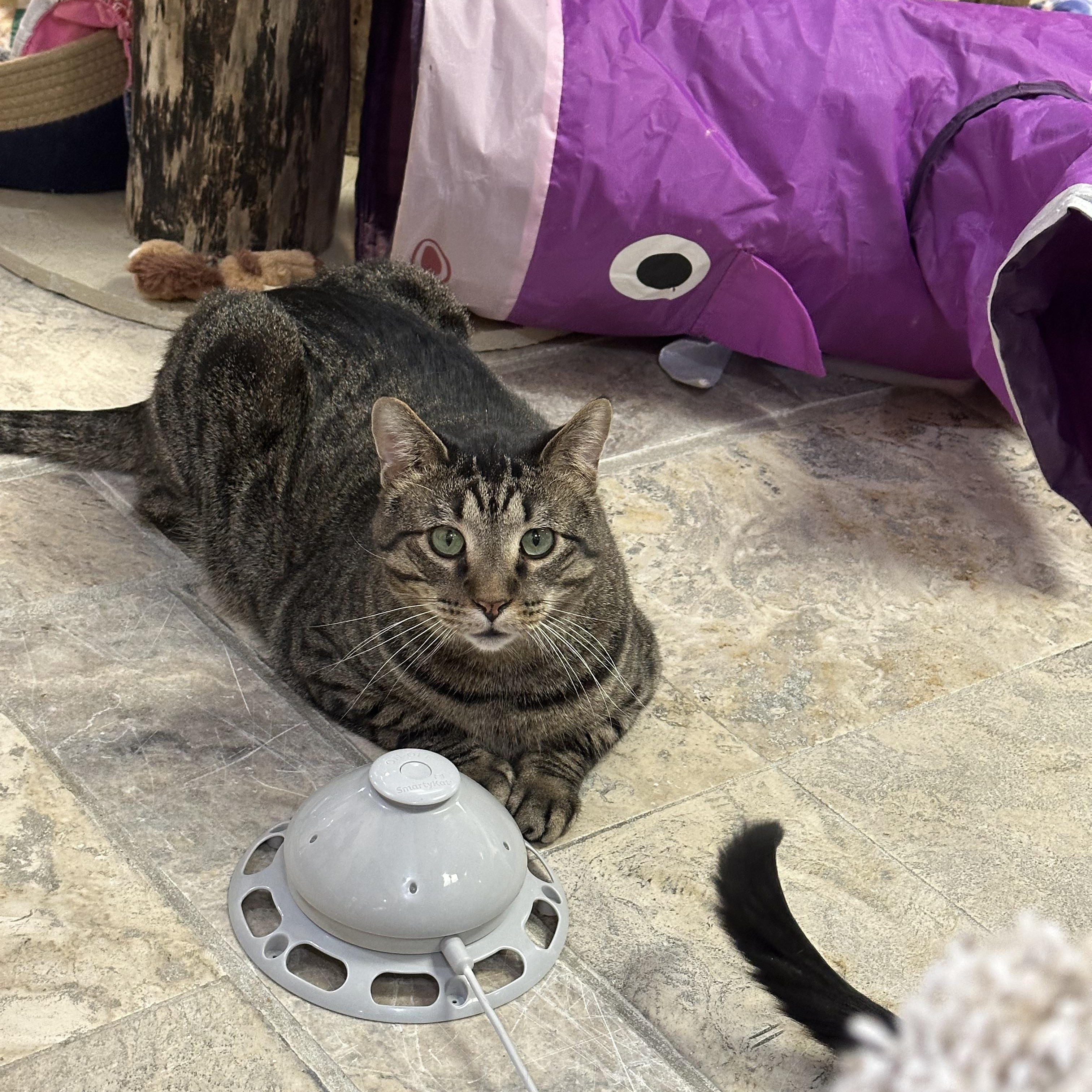 Crybaby, a ADOPTABLE Domestic Short Hair in Crystal Lake, IL image 2/6