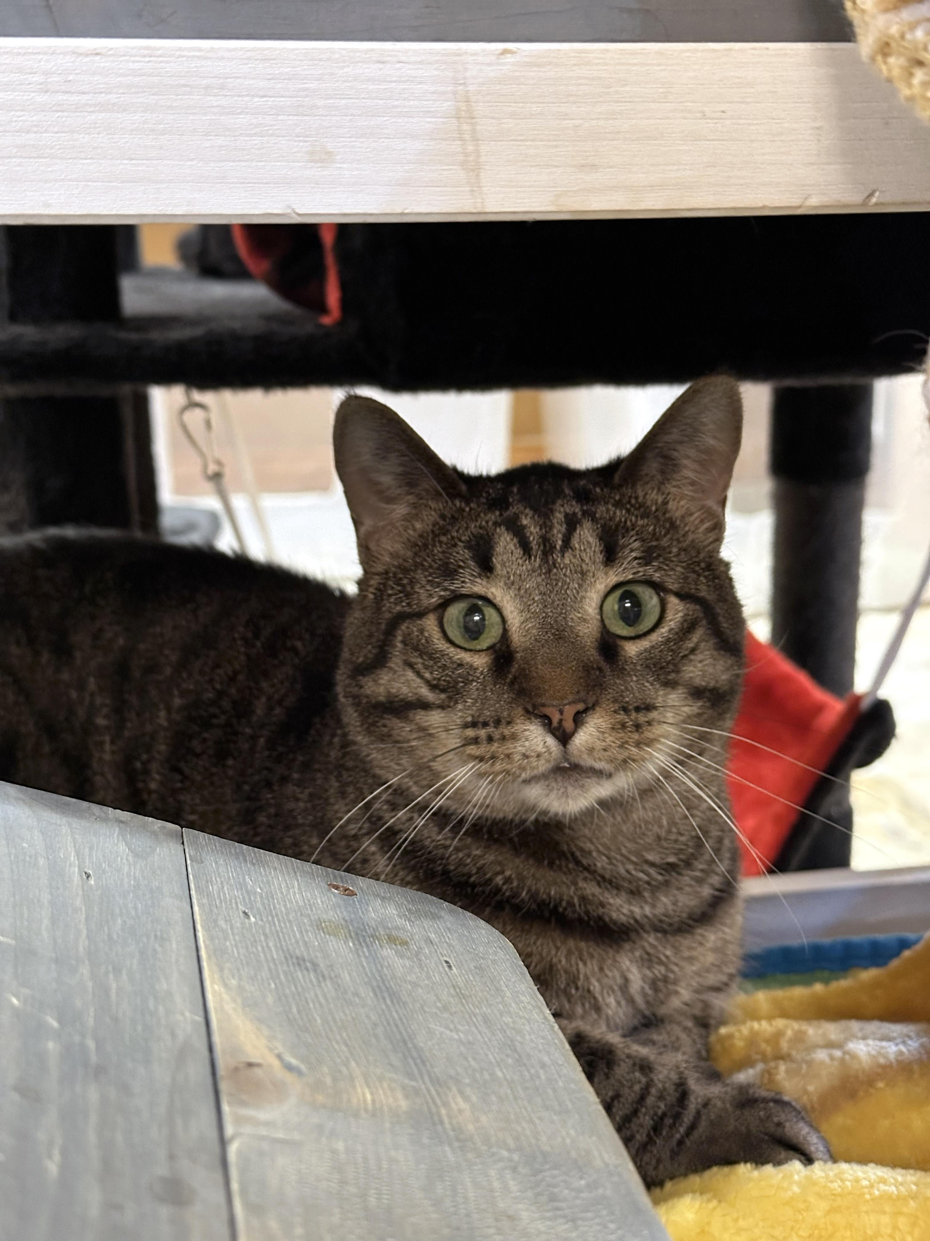 Enlarge Crybaby, a ADOPTABLE Domestic Short Hair in Crystal Lake, IL image 2/5