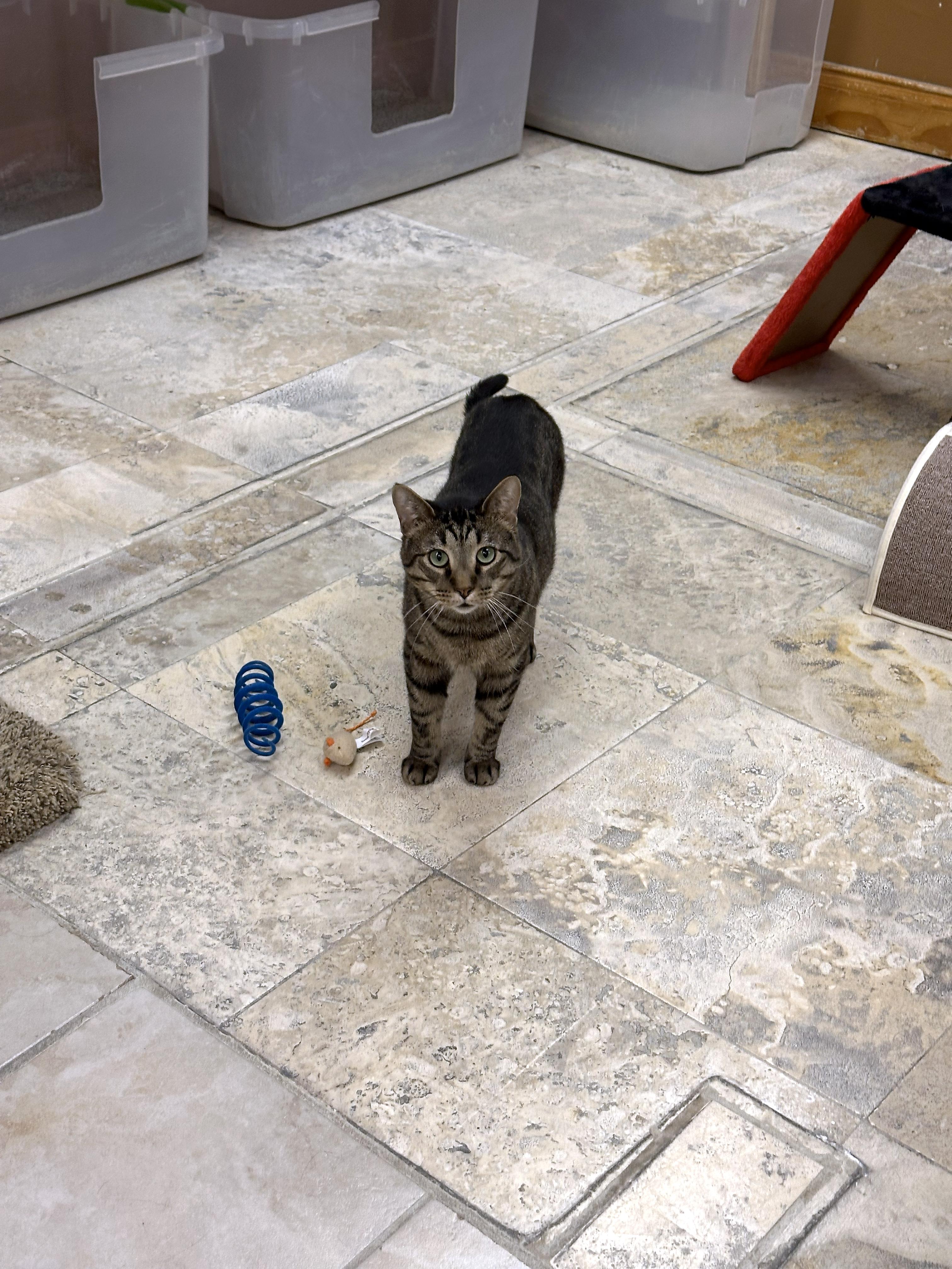 Enlarge Crybaby, a ADOPTABLE Domestic Short Hair in Crystal Lake, IL image 4/5