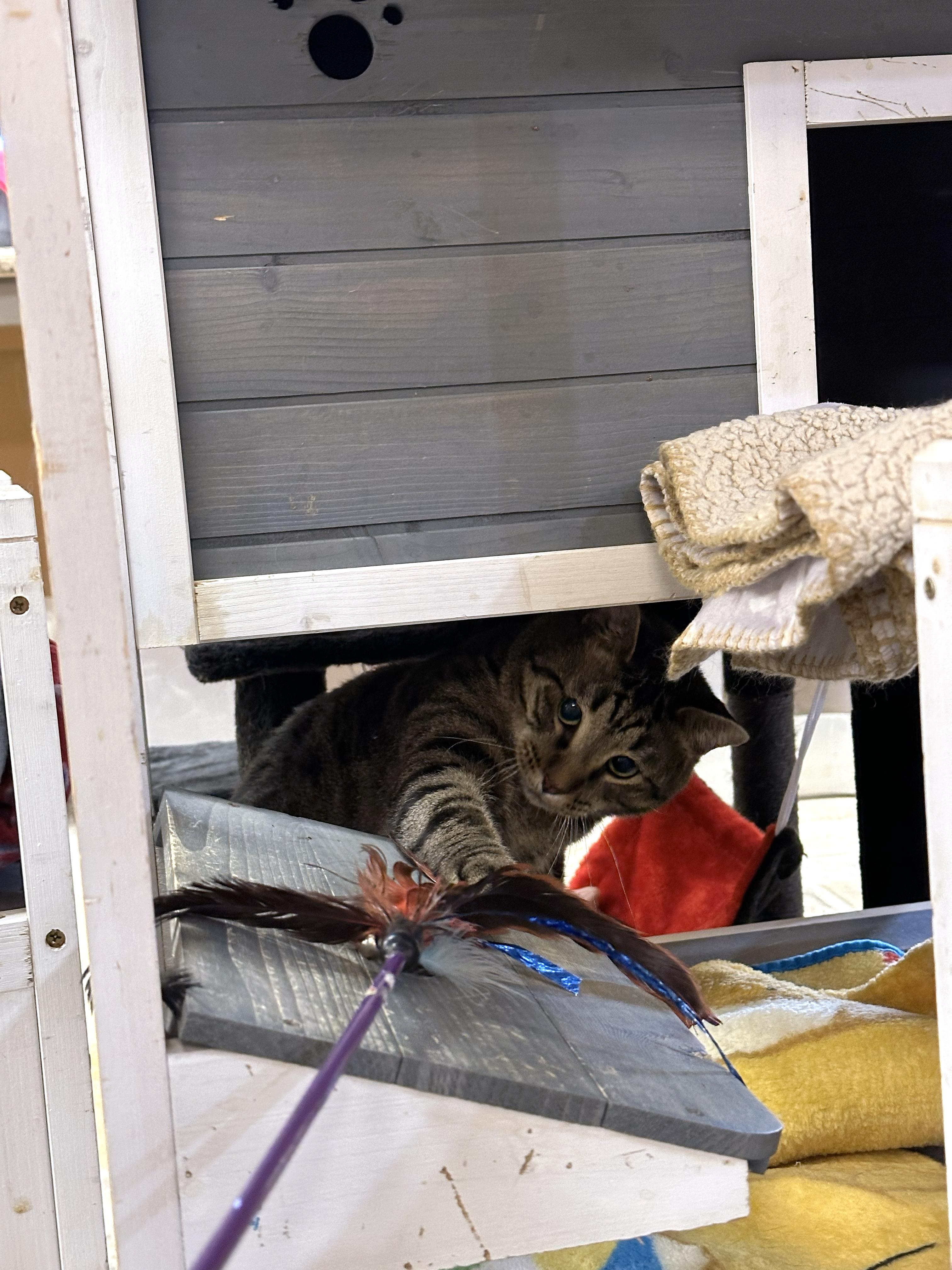 Enlarge Crybaby, a ADOPTABLE Domestic Short Hair in Crystal Lake, IL image 3/5