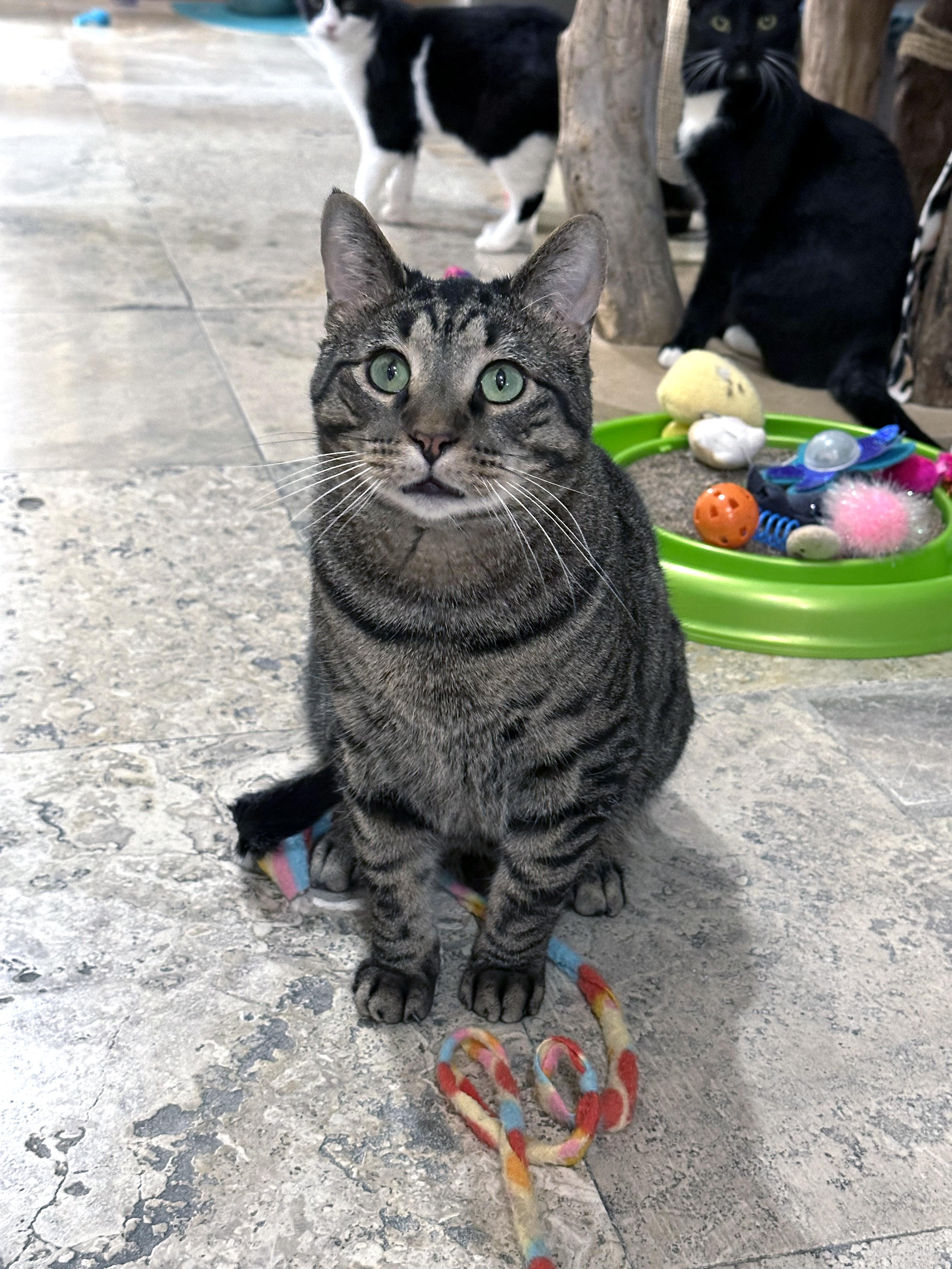 Crybaby, a ADOPTABLE Domestic Short Hair in Crystal Lake, IL image 4/6