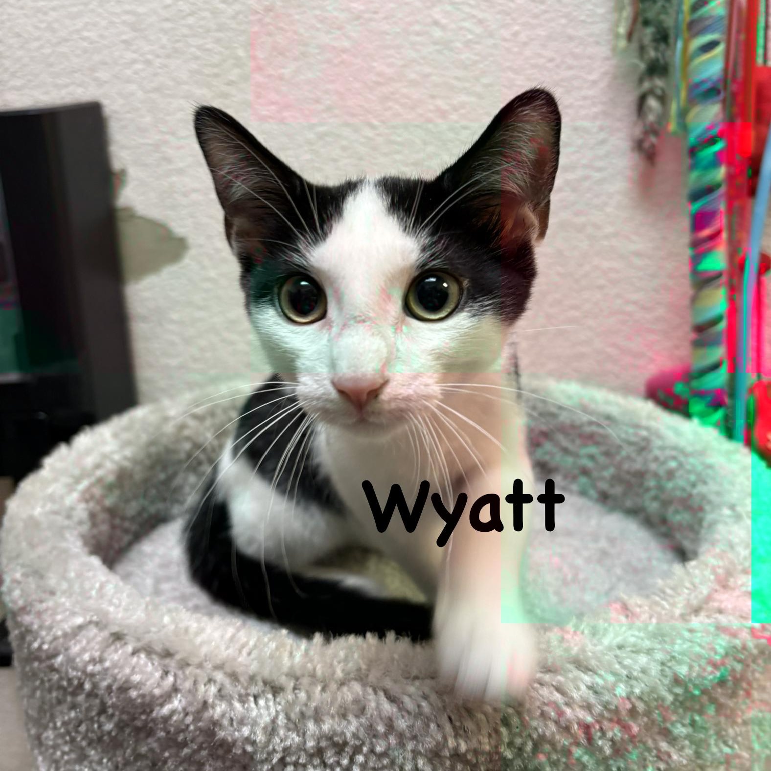 Wyatt (call 602-692-1499 to meet Wyatt), Adoptable, Young Male Domestic Short Hair.