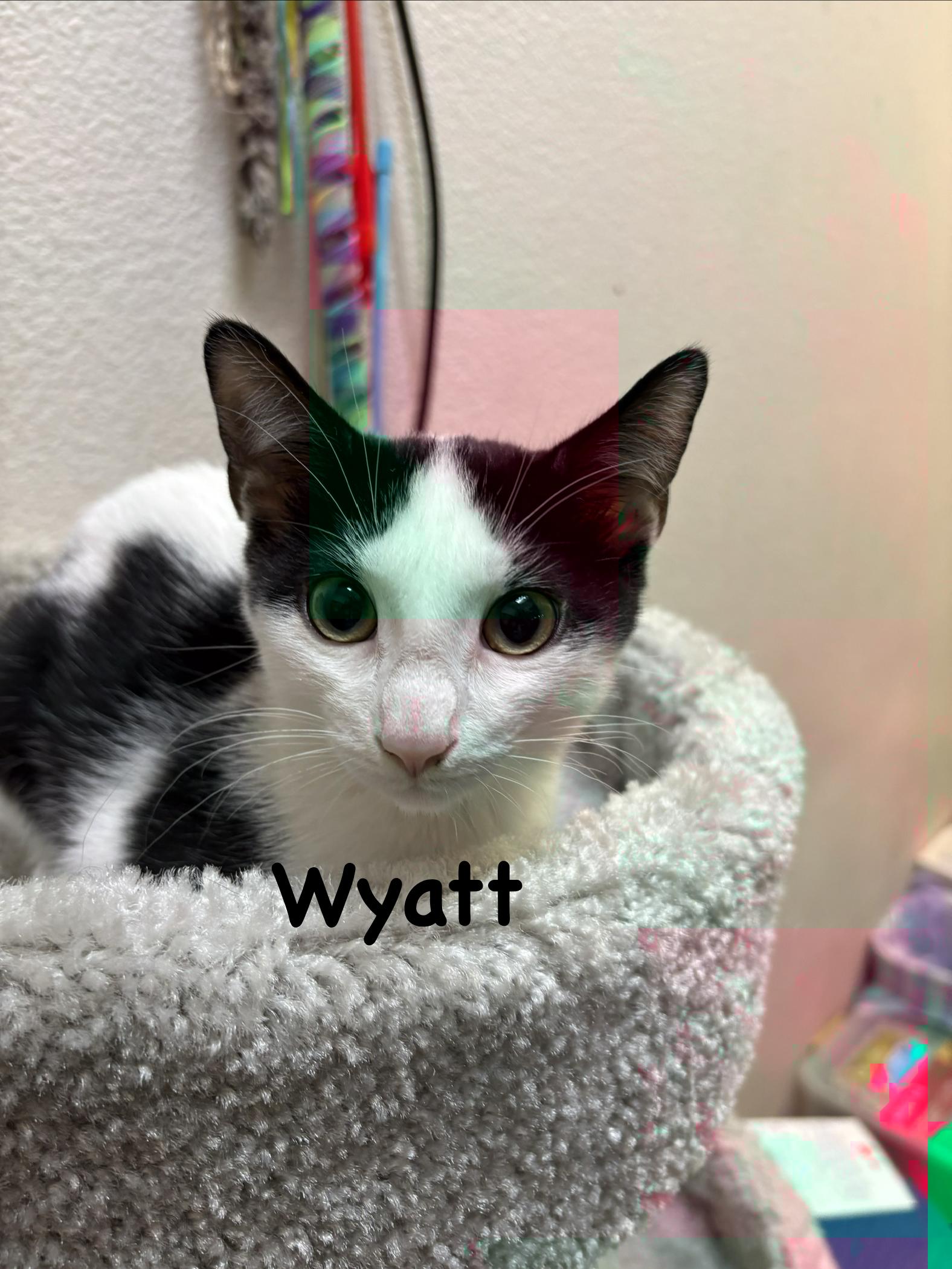 Wyatt (call 602-692-1499 to meet Wyatt), Adoptable, Young Male Domestic Short Hair.
