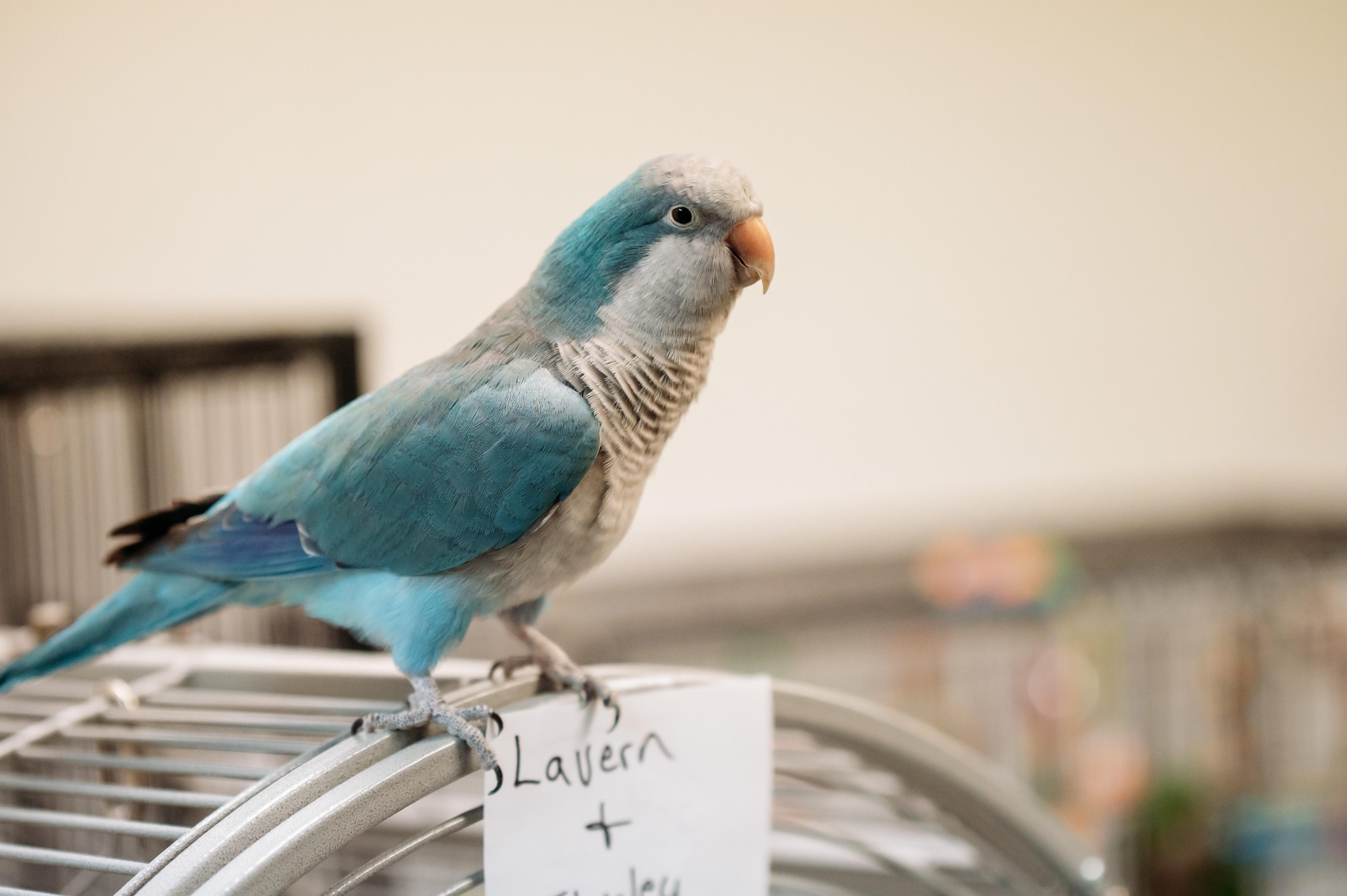Enlarge Kiwi & Lola, a Adoptable Quaker Parakeet in Punta Gorda, FL image 3/6