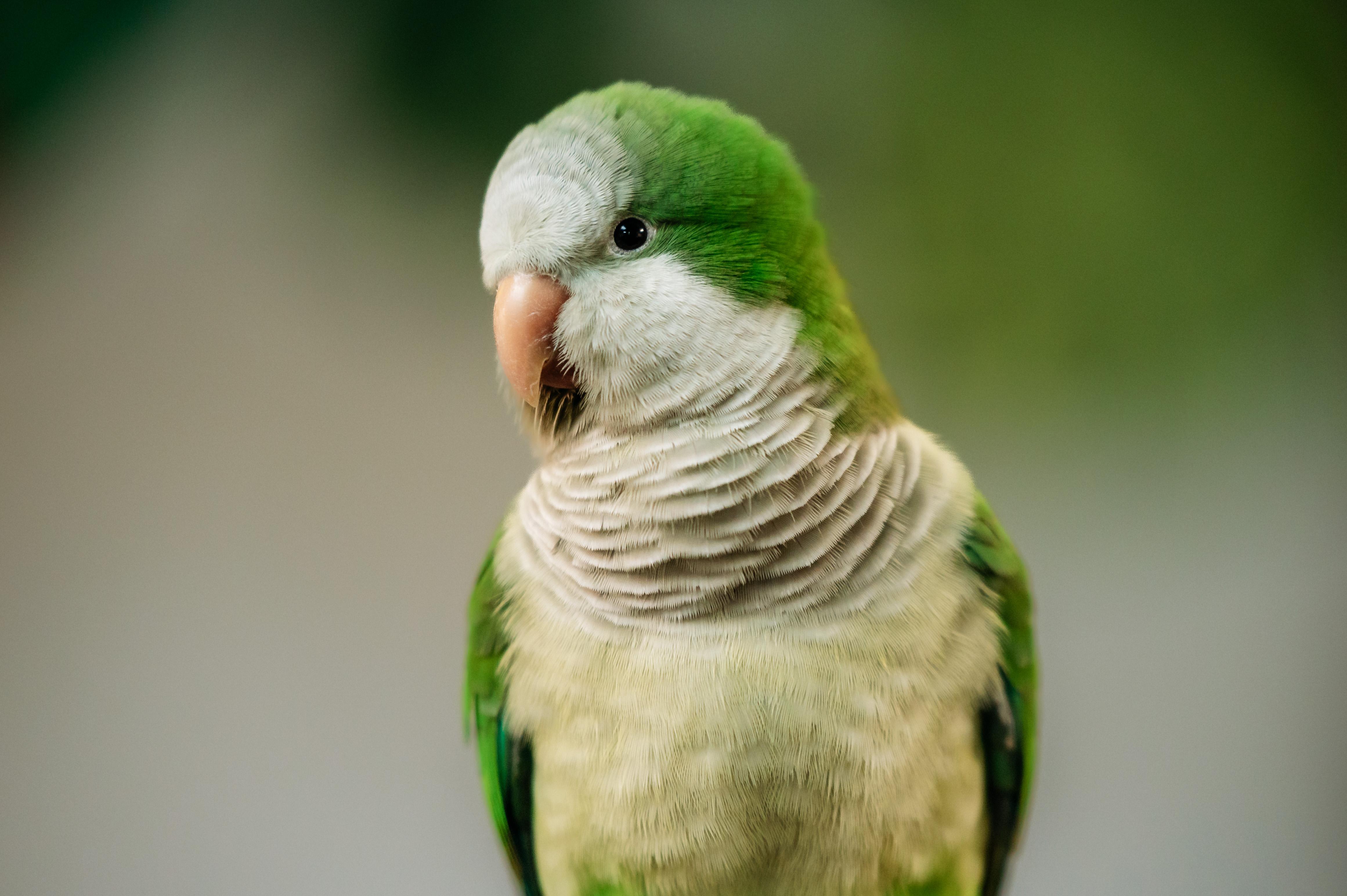 Enlarge Kiwi & Lola, a Adoptable Quaker Parakeet in Punta Gorda, FL image 2/6