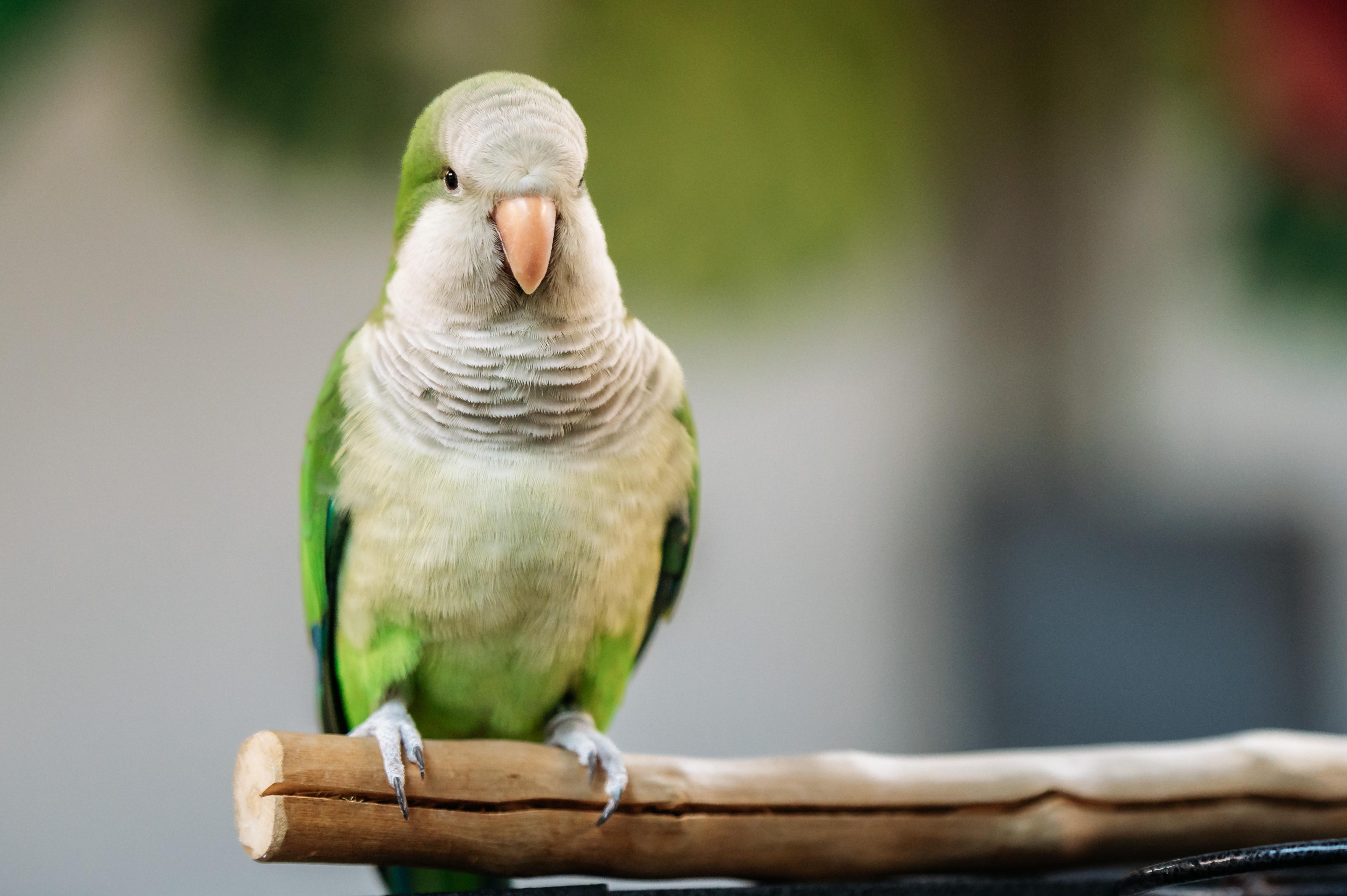 Enlarge Kiwi & Lola, a Adoptable Quaker Parakeet in Punta Gorda, FL image 5/6