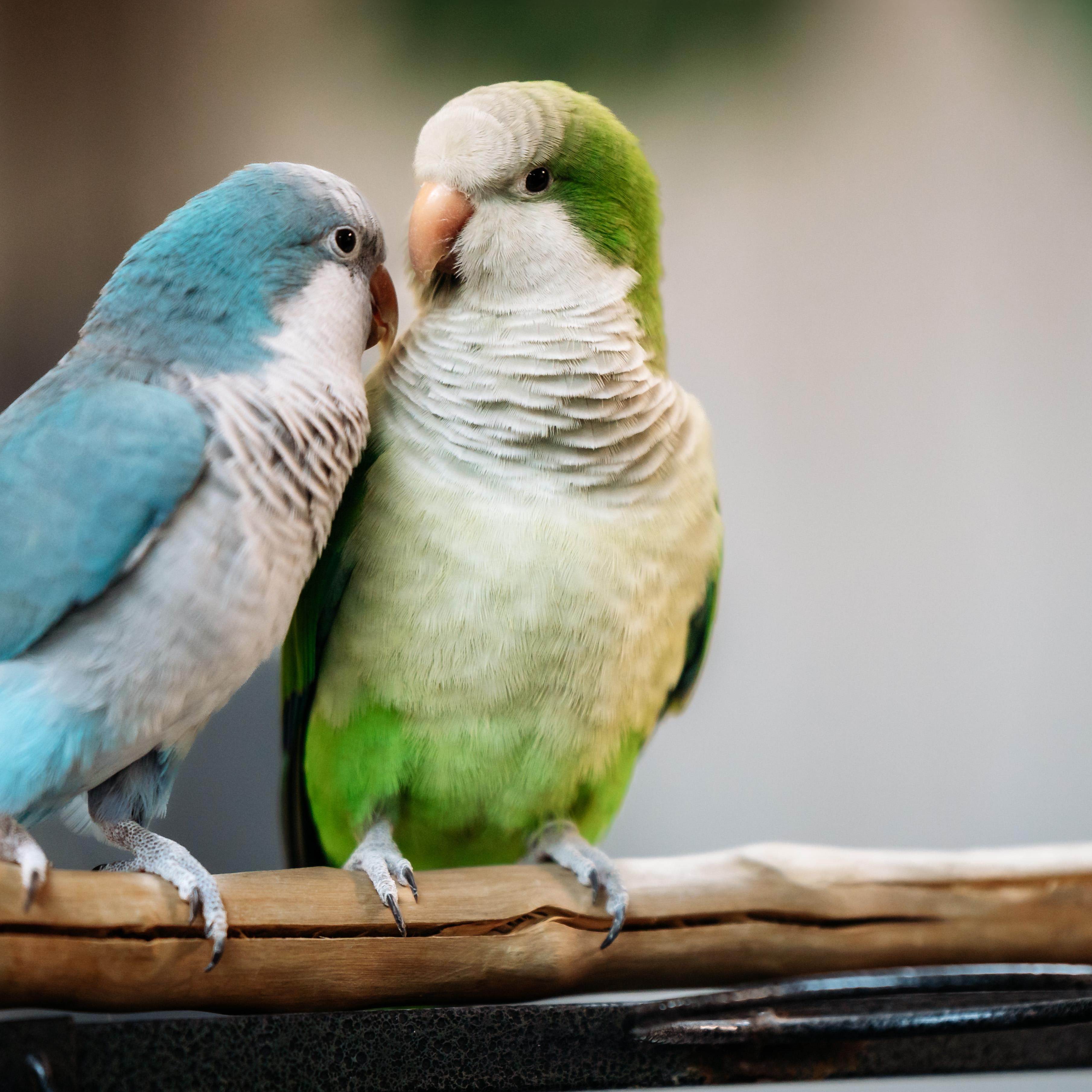 Enlarge Kiwi & Lola, a Adoptable Quaker Parakeet in Punta Gorda, FL image 1/6