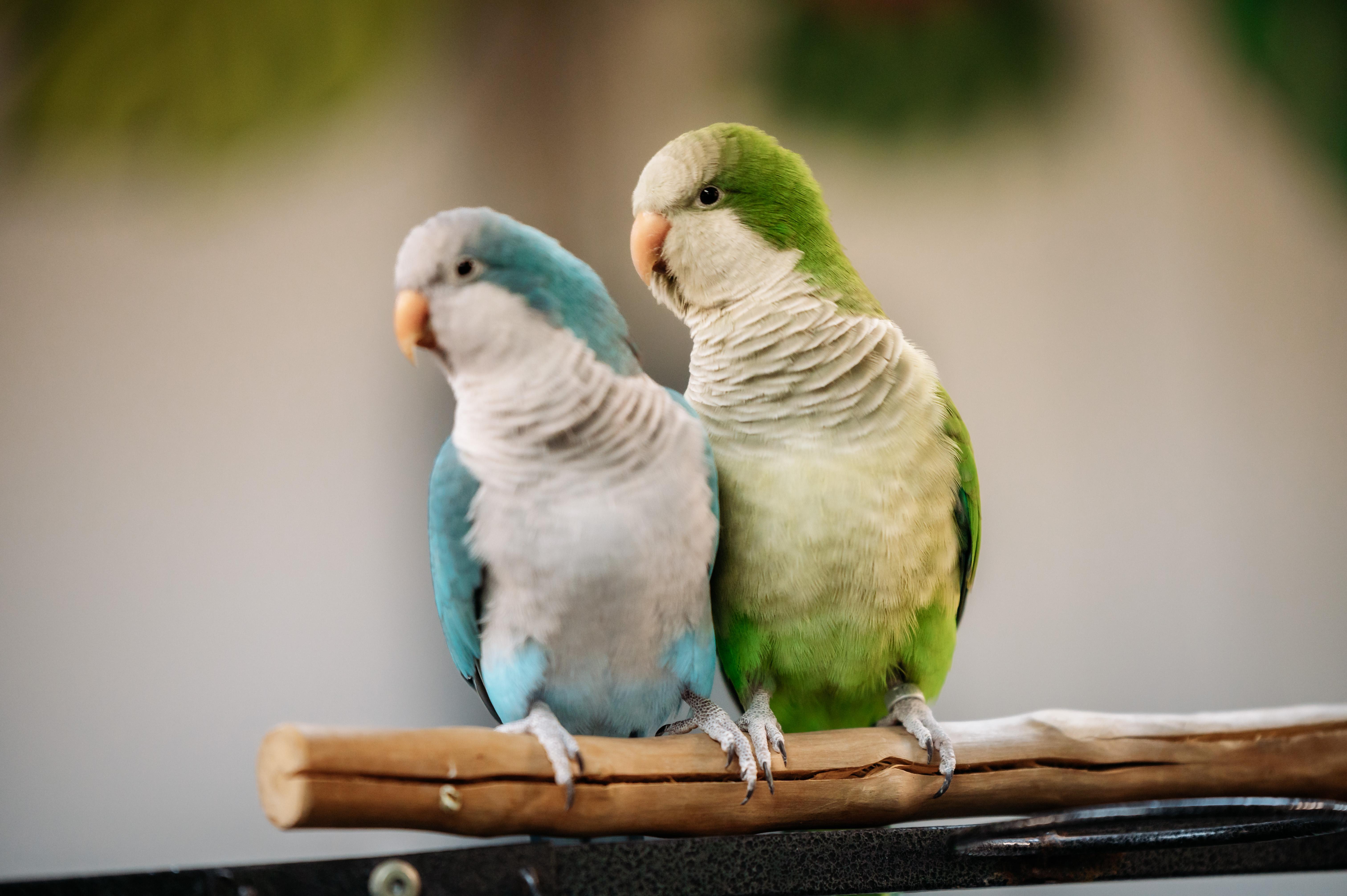 Enlarge Kiwi & Lola, a Adoptable Quaker Parakeet in Punta Gorda, FL image 4/6