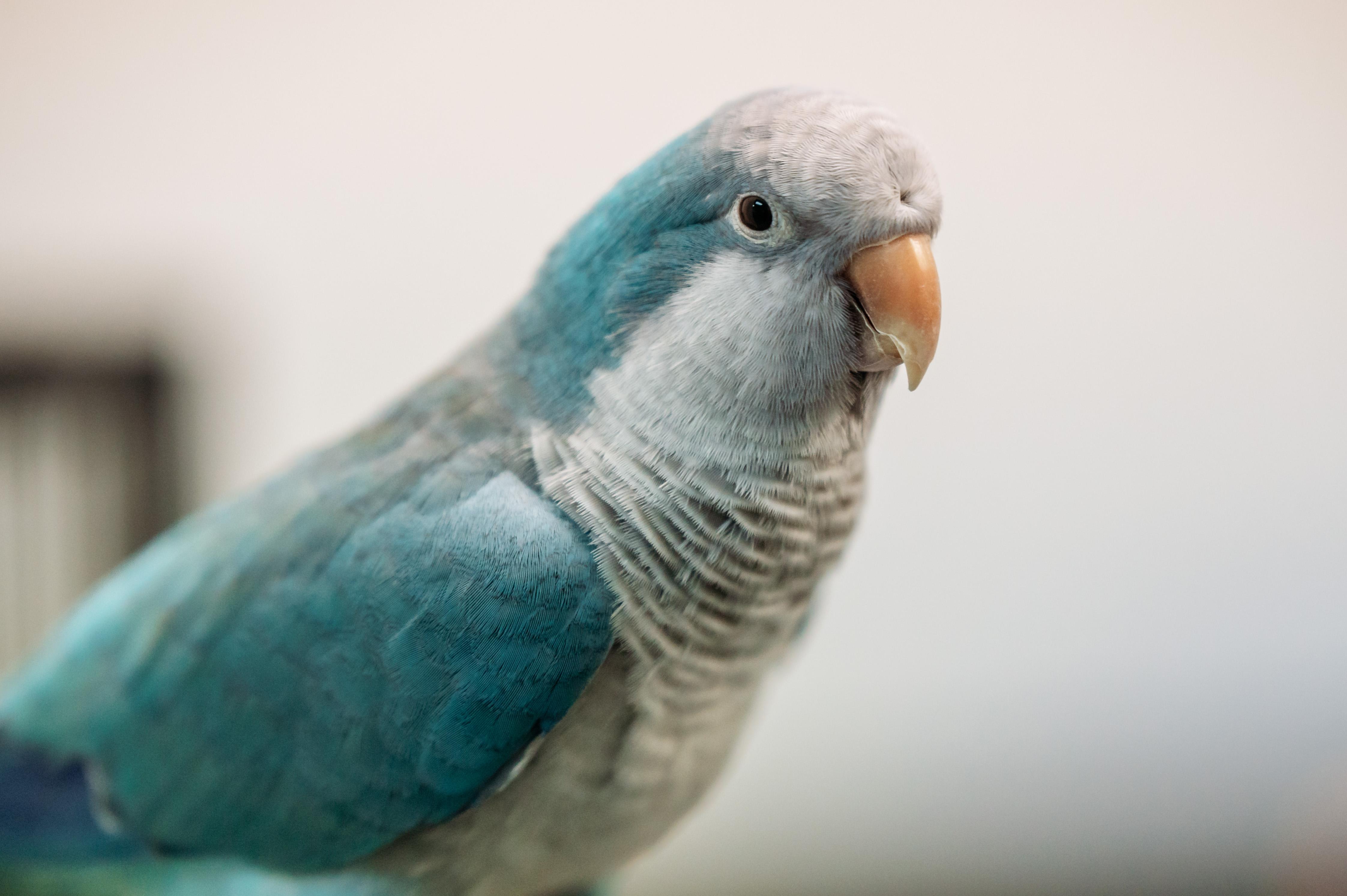 Enlarge Kiwi & Lola, a Adoptable Quaker Parakeet in Punta Gorda, FL image 6/6