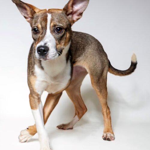 Brittany, Adoptable, Puppy Female Rat Terrier & Manchester Terrier.