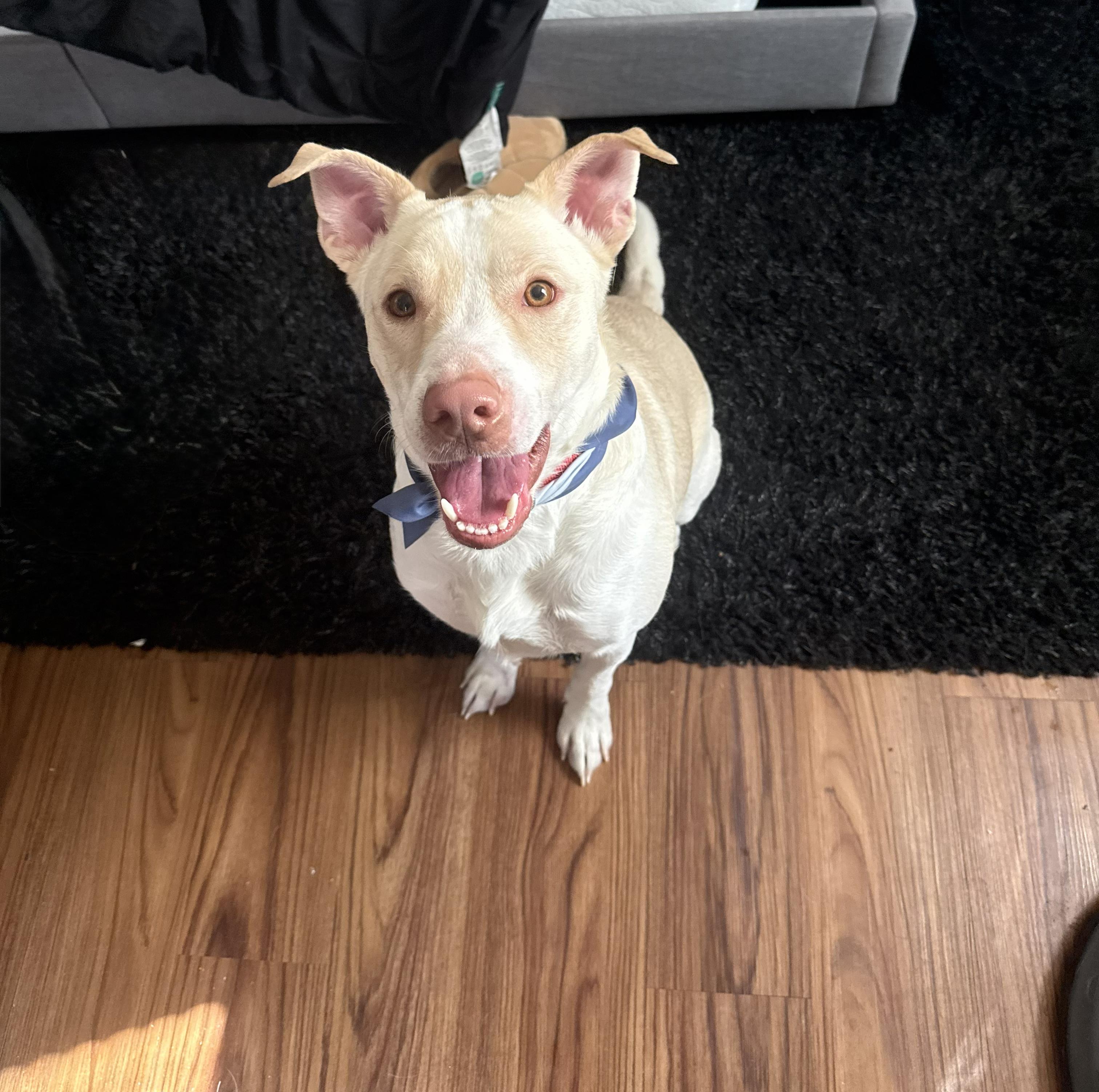 Rebel, ADOPTABLE, Adult Male Labrador Retriever.