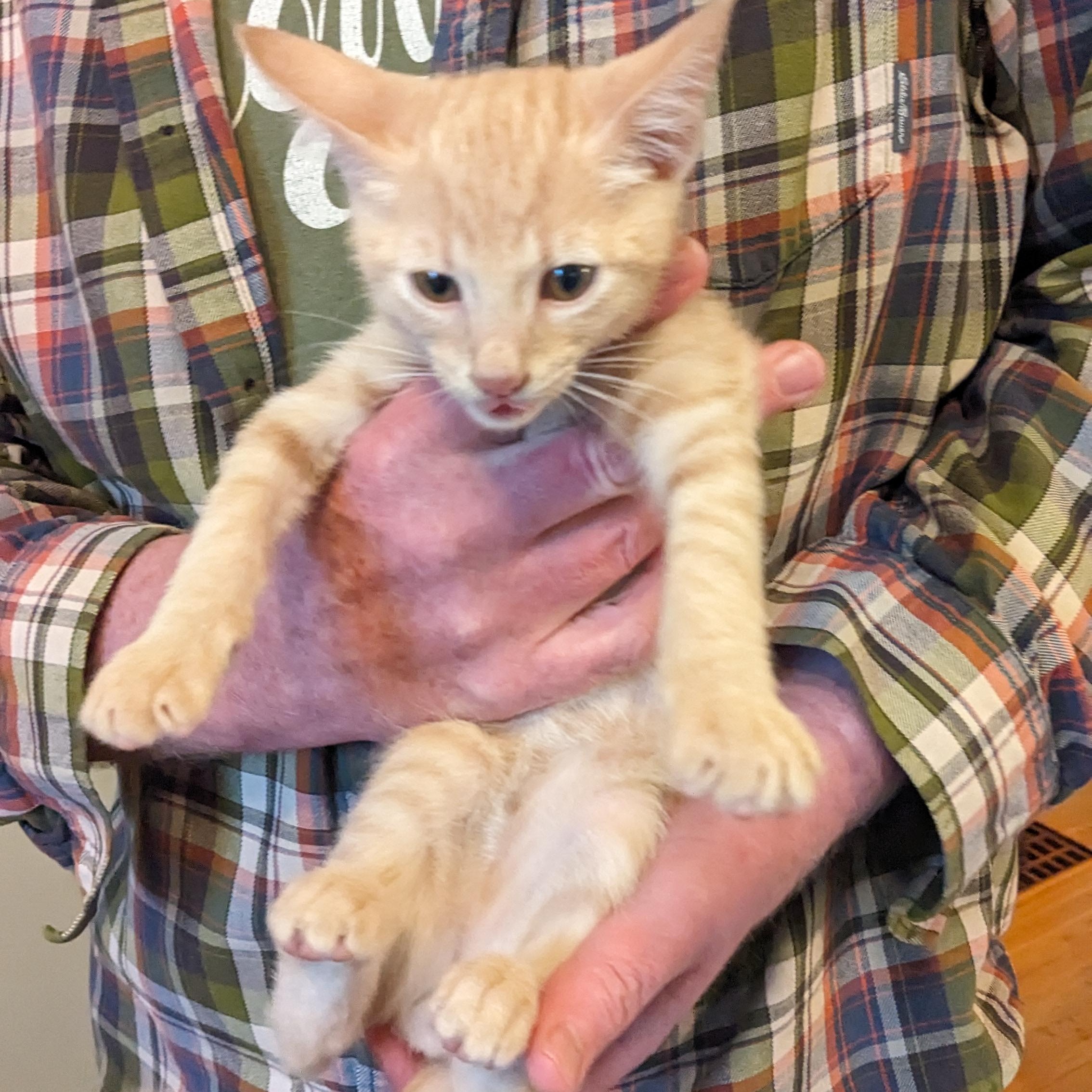 Enlarge Dashiell, an adopted Domestic Short Hair in Portland, OR image 3/6