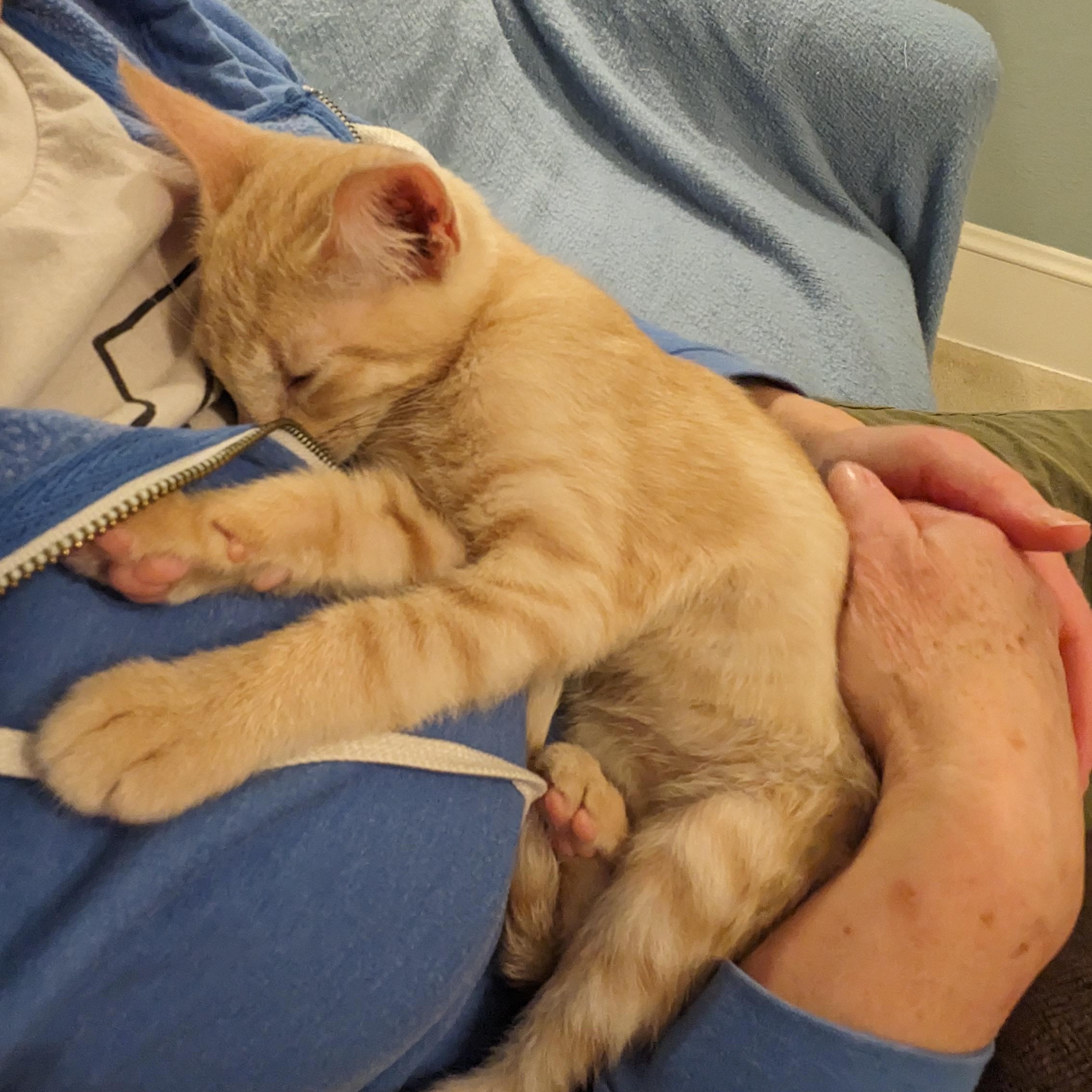 Enlarge Dashiell, an adopted Domestic Short Hair in Portland, OR image 6/6