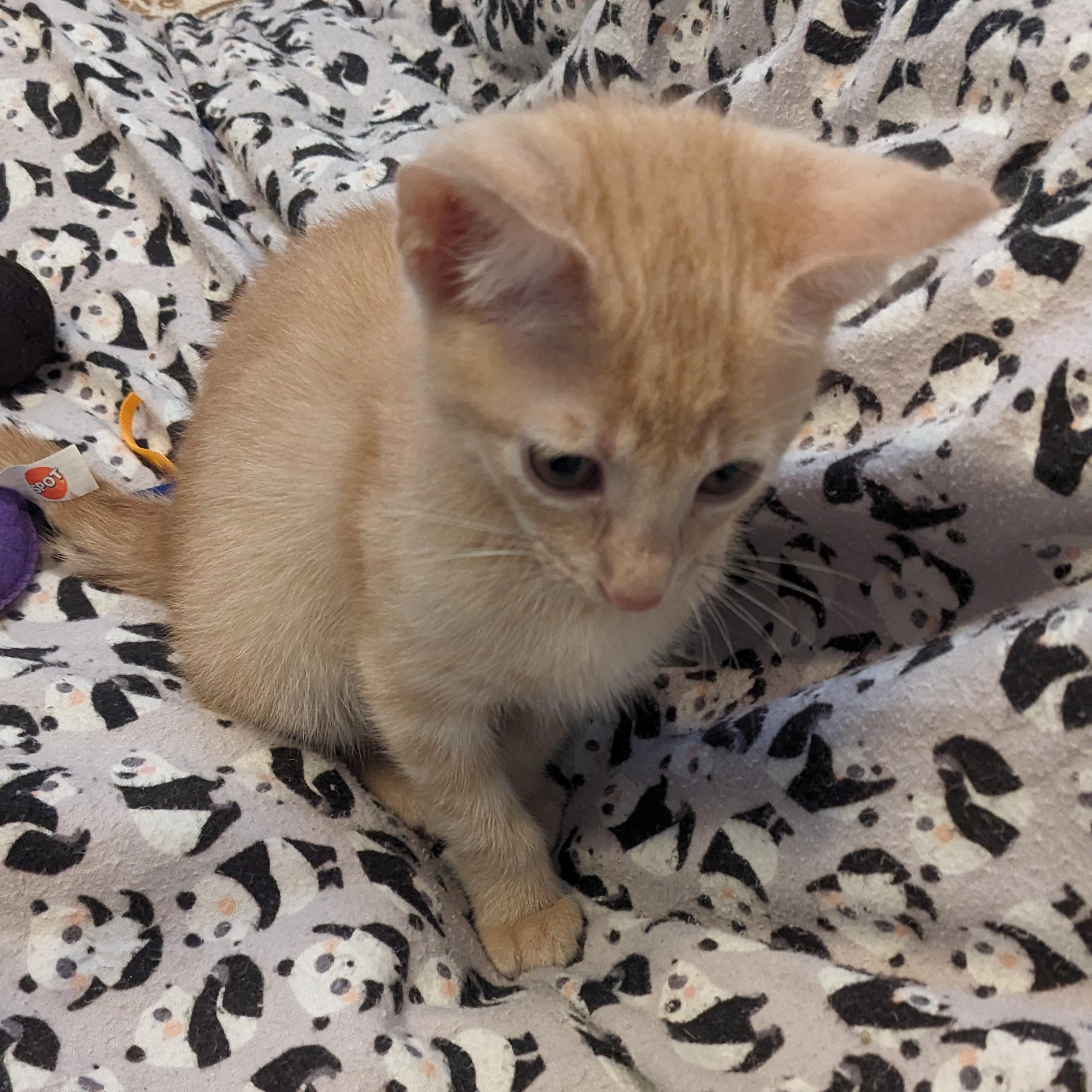 Dashiell, adopted, Kitten Male Domestic Short Hair.