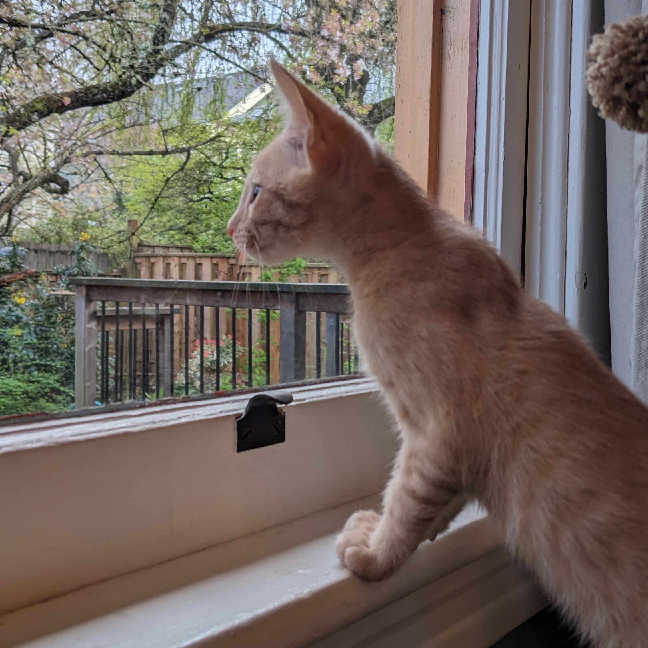 Enlarge Dashiell, an adopted Domestic Short Hair in Portland, OR image 2/6
