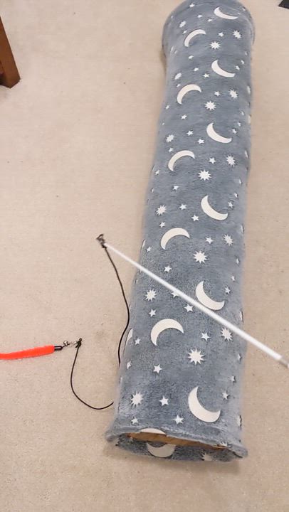 Enlarge Dashiell, an adopted Domestic Short Hair in Portland, OR video 4/6