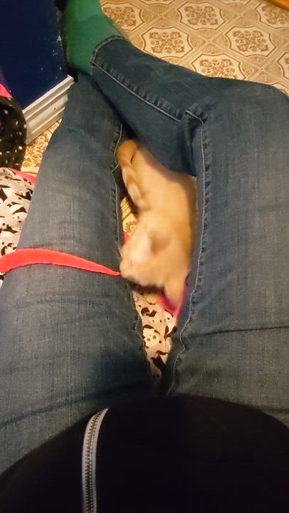 Enlarge Dashiell, an adopted Domestic Short Hair in Portland, OR video 5/6