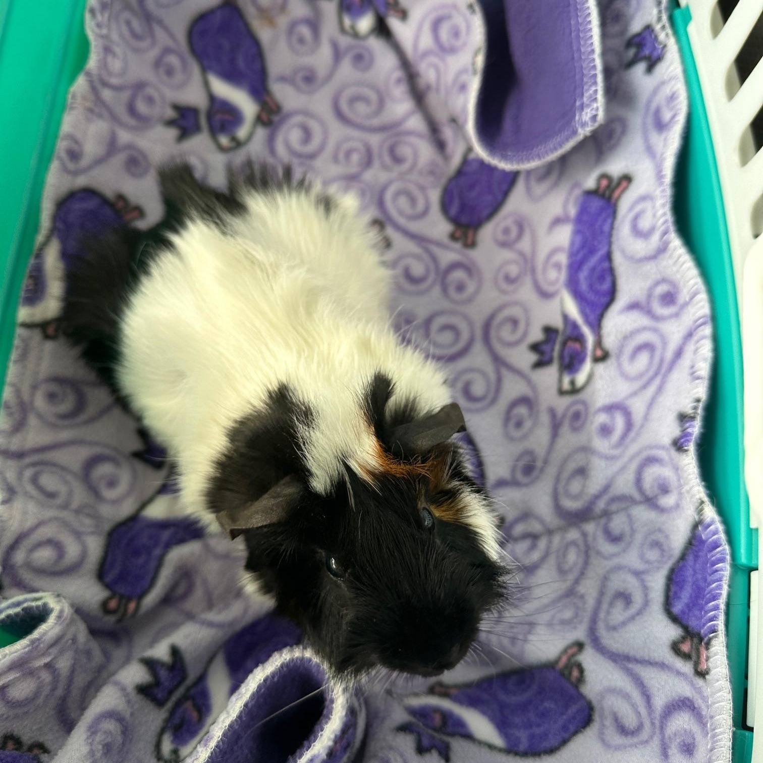 Eddie, ADOPTABLE, Young Male Guinea Pig.