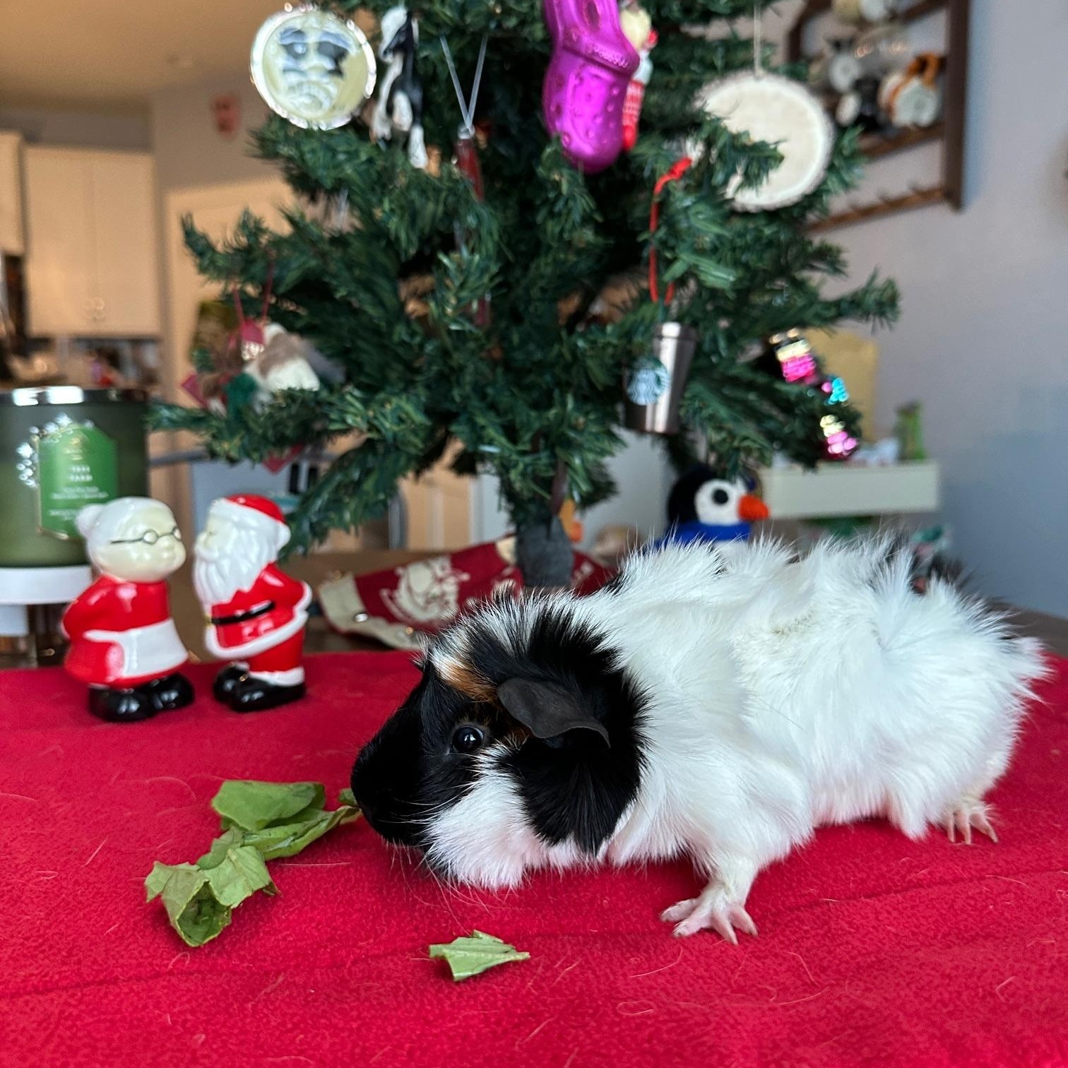 Eddie, a ADOPTABLE Guinea Pig image 2/3