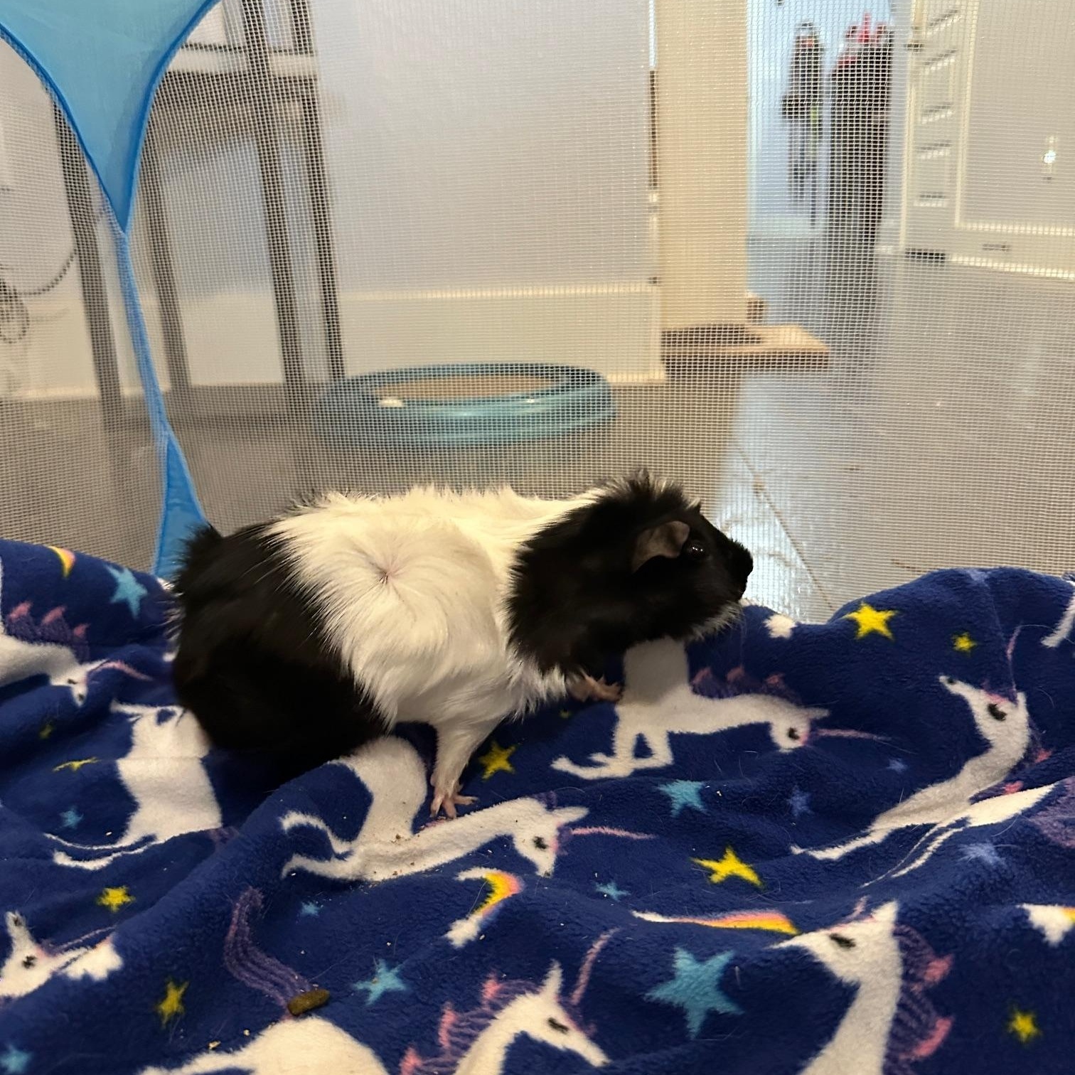 Eddie, a ADOPTABLE Guinea Pig image 3/3