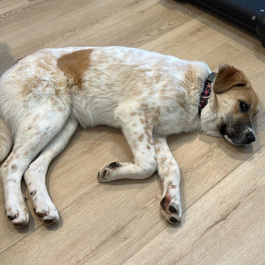 Enlarge Romy, a Adoptable mixed breed in Raleigh, NC image 1/6