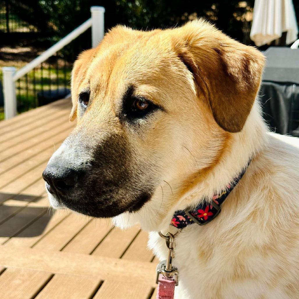 Enlarge Romy, a Adoptable mixed breed in Raleigh, NC image 2/6