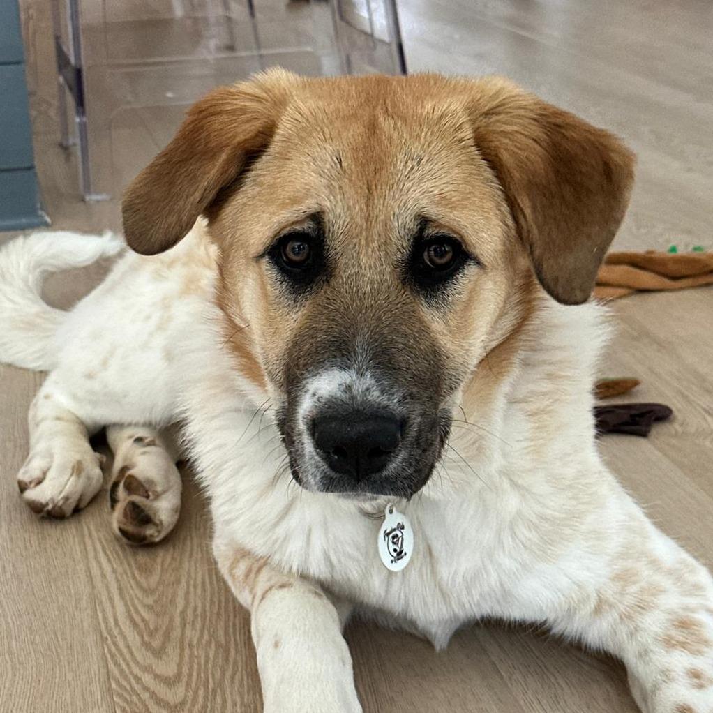 Enlarge Romy, a Adoptable mixed breed in Raleigh, NC image 3/6