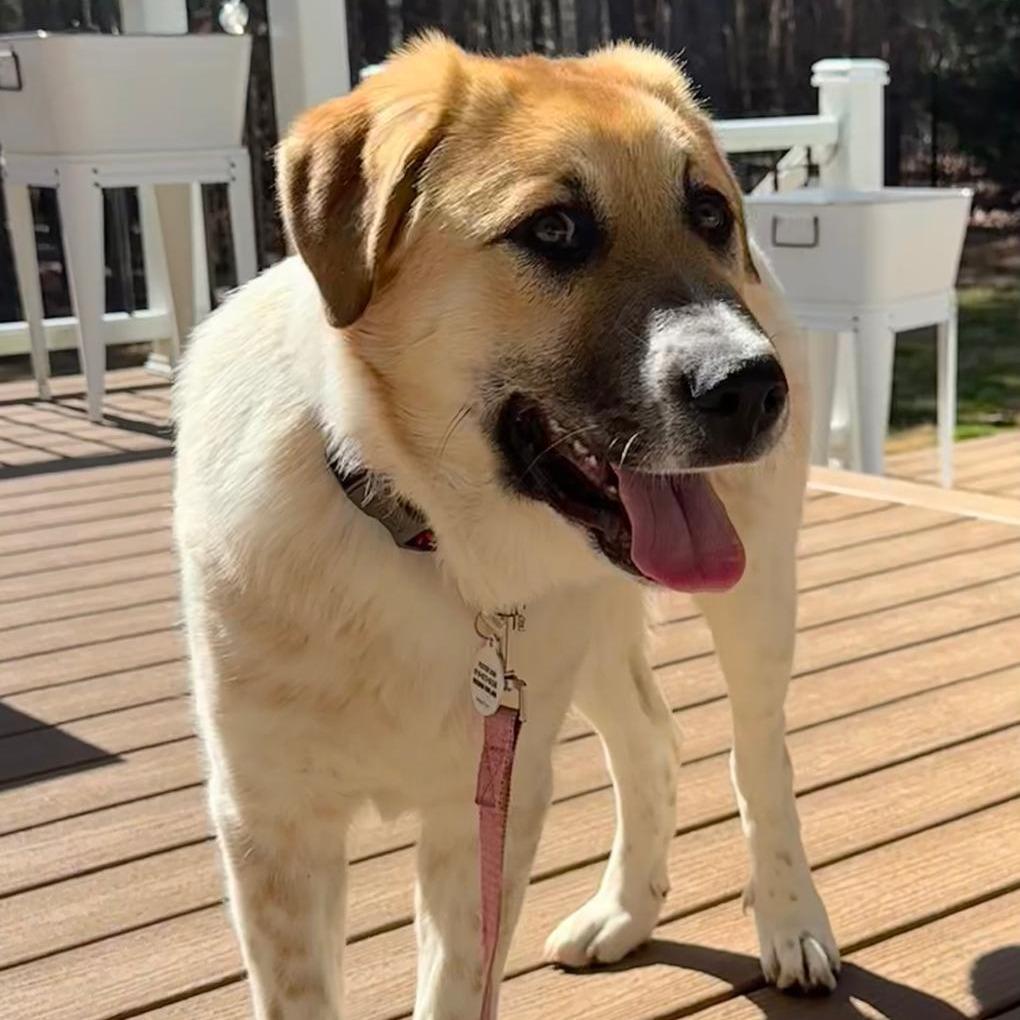 Enlarge Romy, a Adoptable mixed breed in Raleigh, NC image 4/6