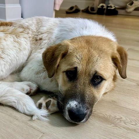 Enlarge Romy, a Adoptable mixed breed in Raleigh, NC image 5/6