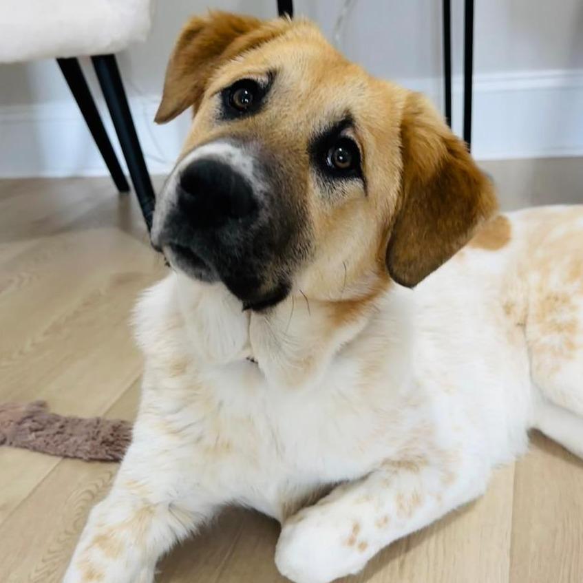 Enlarge Romy, a Adoptable mixed breed in Raleigh, NC image 6/6