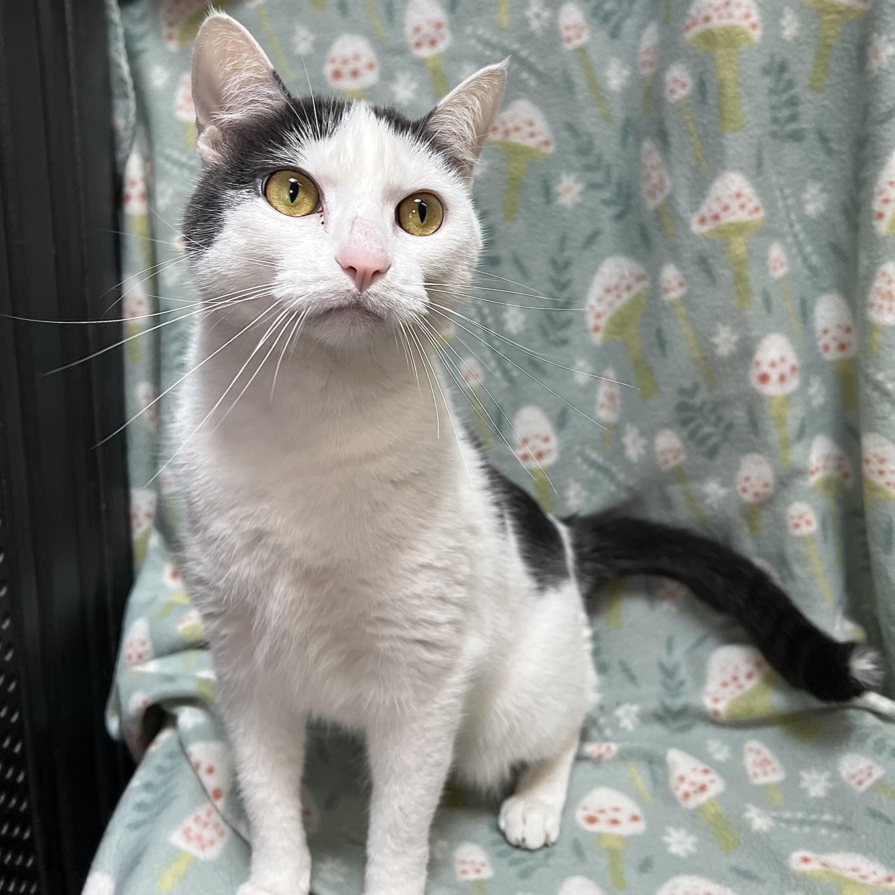 Hope, ADOPTABLE, Adult Female Domestic Short Hair.