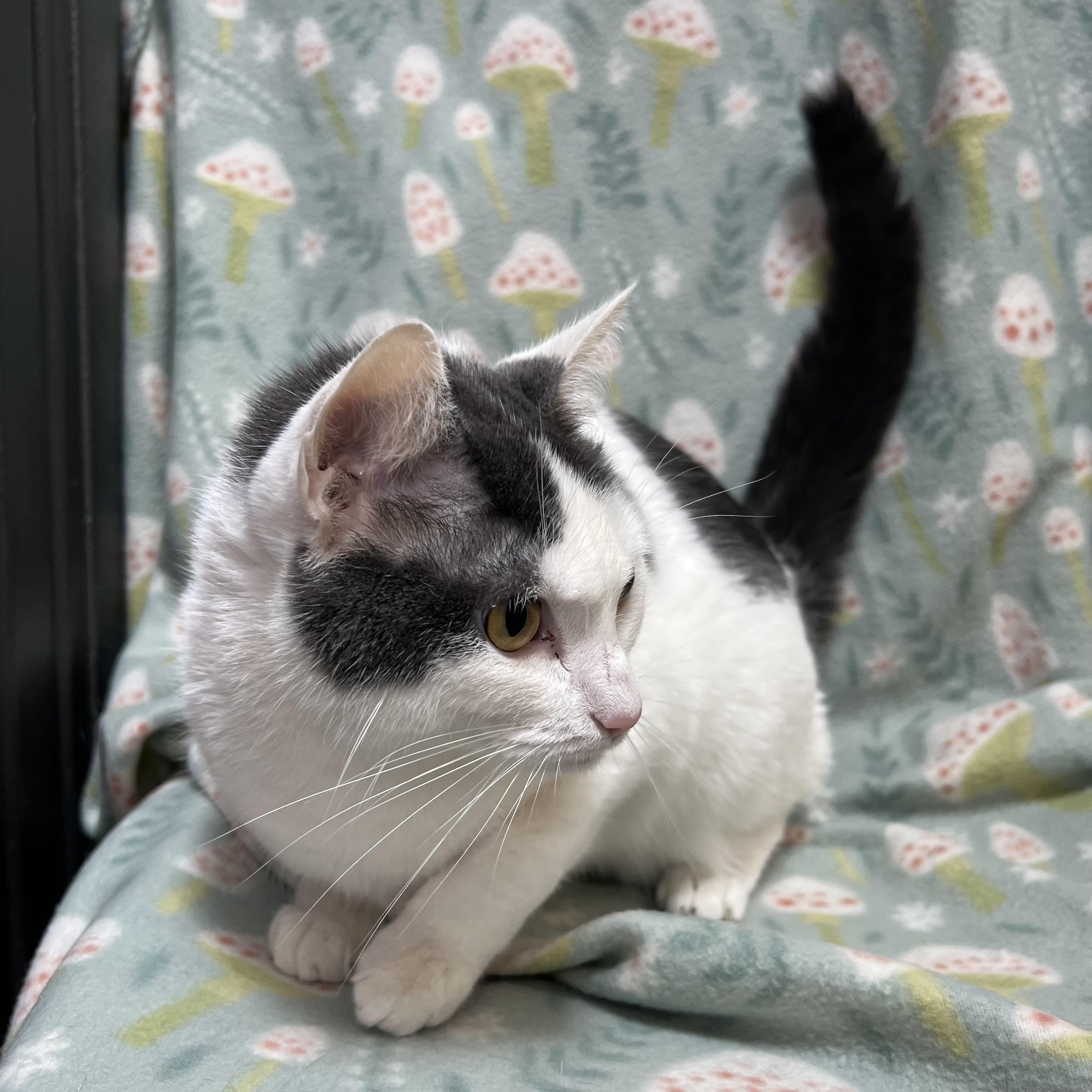 Enlarge Hope, a ADOPTABLE Domestic Short Hair in Fairmont, MN image 3/6