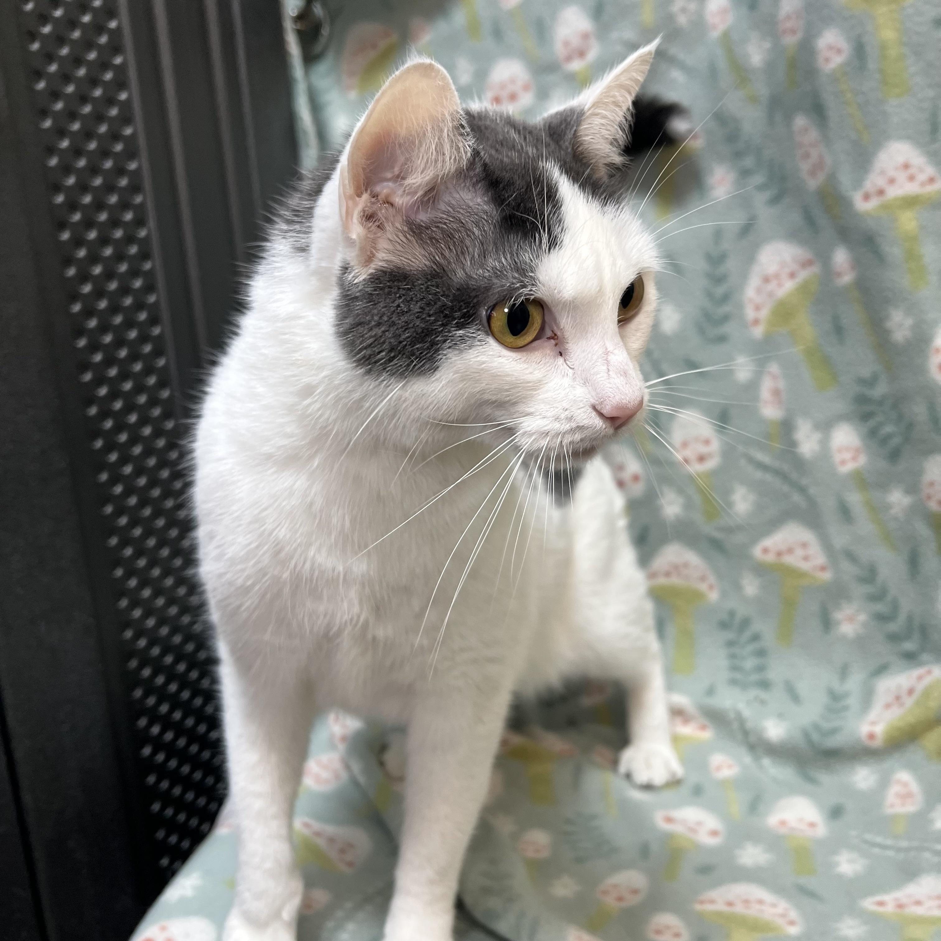 Enlarge Hope, a ADOPTABLE Domestic Short Hair in Fairmont, MN image 6/6