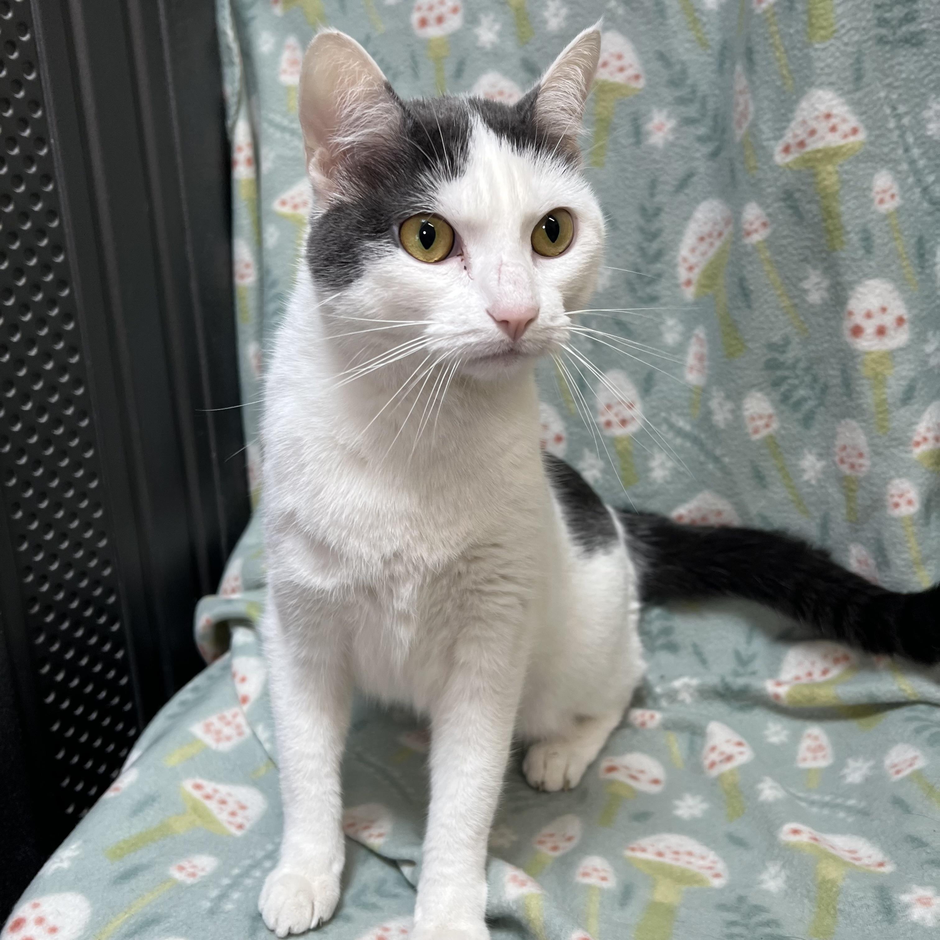 Enlarge Hope, a ADOPTABLE Domestic Short Hair in Fairmont, MN image 4/6