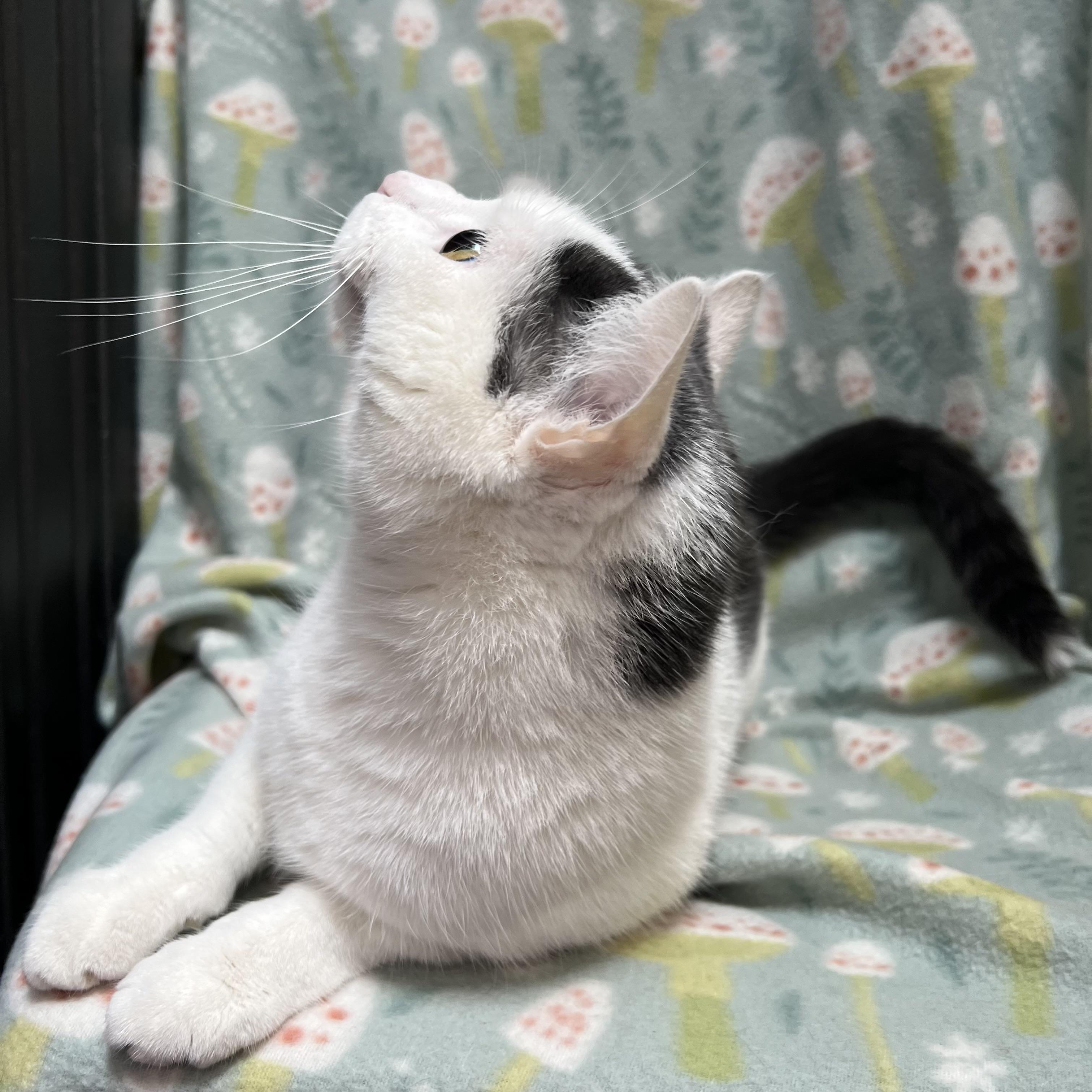 Enlarge Hope, a ADOPTABLE Domestic Short Hair in Fairmont, MN image 5/6