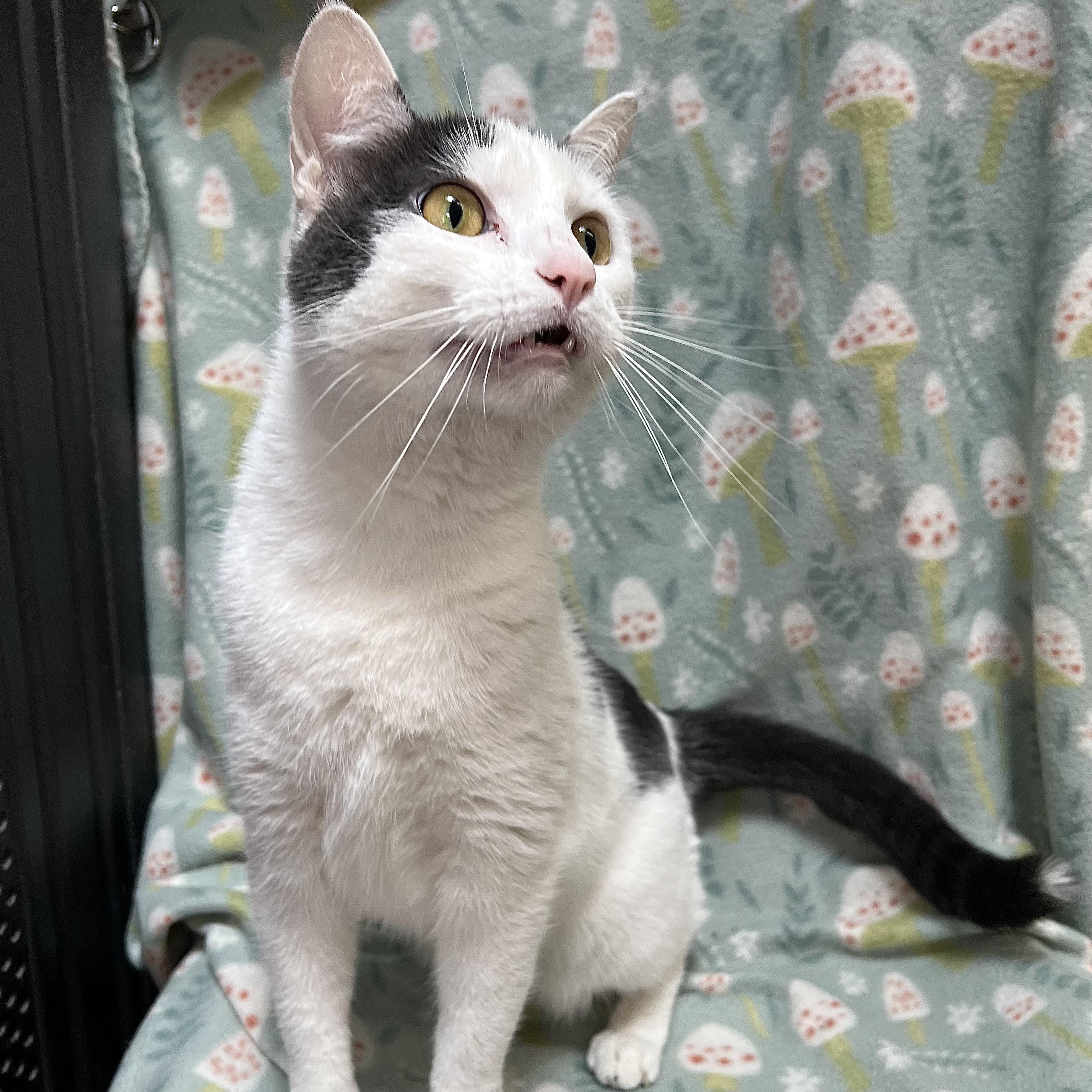 Enlarge Hope, a ADOPTABLE Domestic Short Hair in Fairmont, MN image 2/6