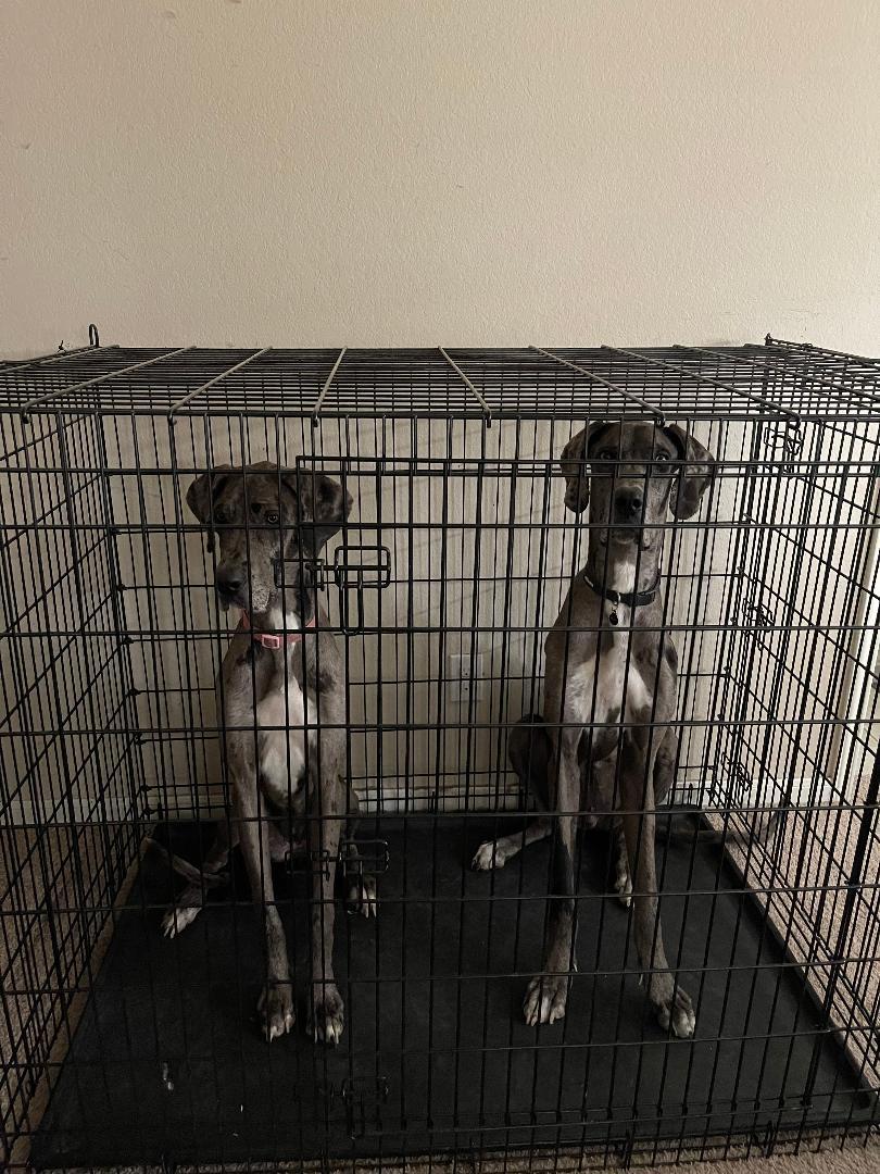 Dolly, Young Female Great Dane