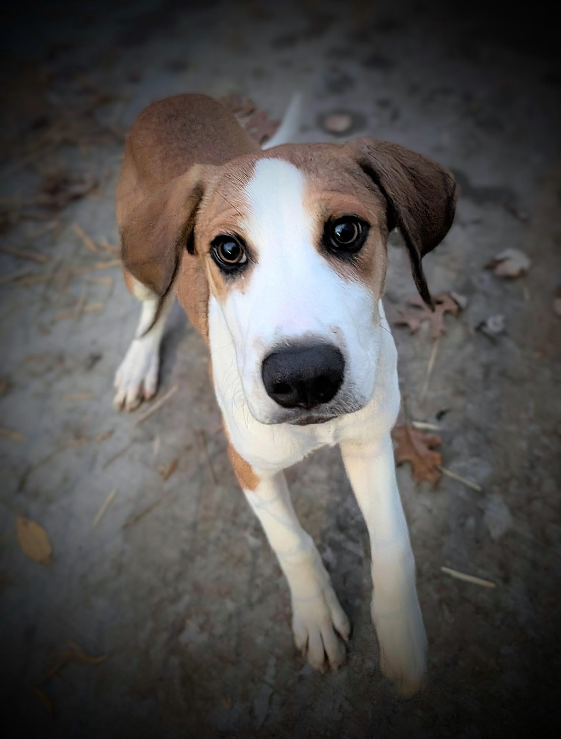 Maple, Adoptable, Young Male Beagle.
