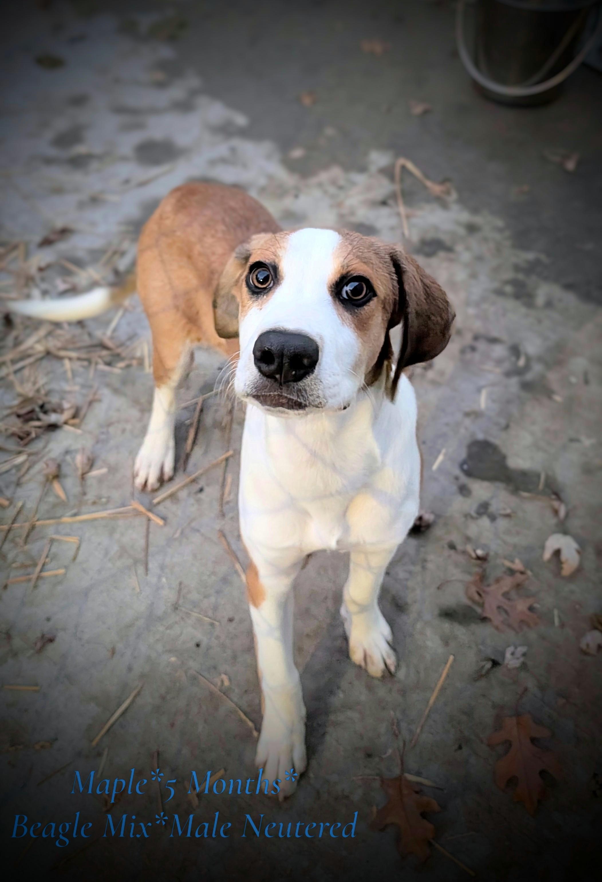 Enlarge Maple, a Adoptable mixed breed in Mauston, WI image 2/2