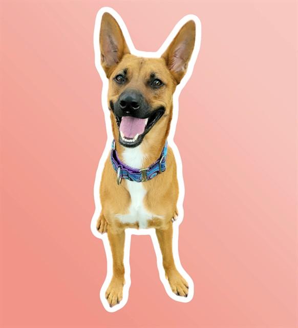 PEPPERCORN, Adoptable, Young Female Australian Kelpie & Mixed Breed.