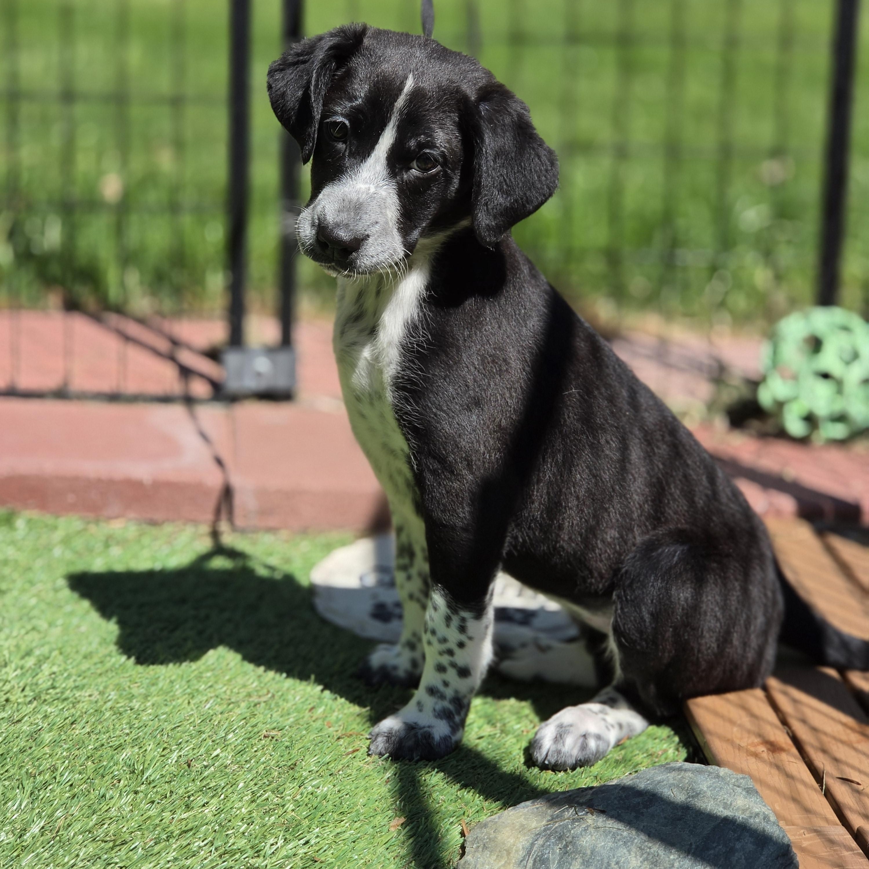 Sloane , an adopted mixed breed in Blairstown, NJ image 4/6