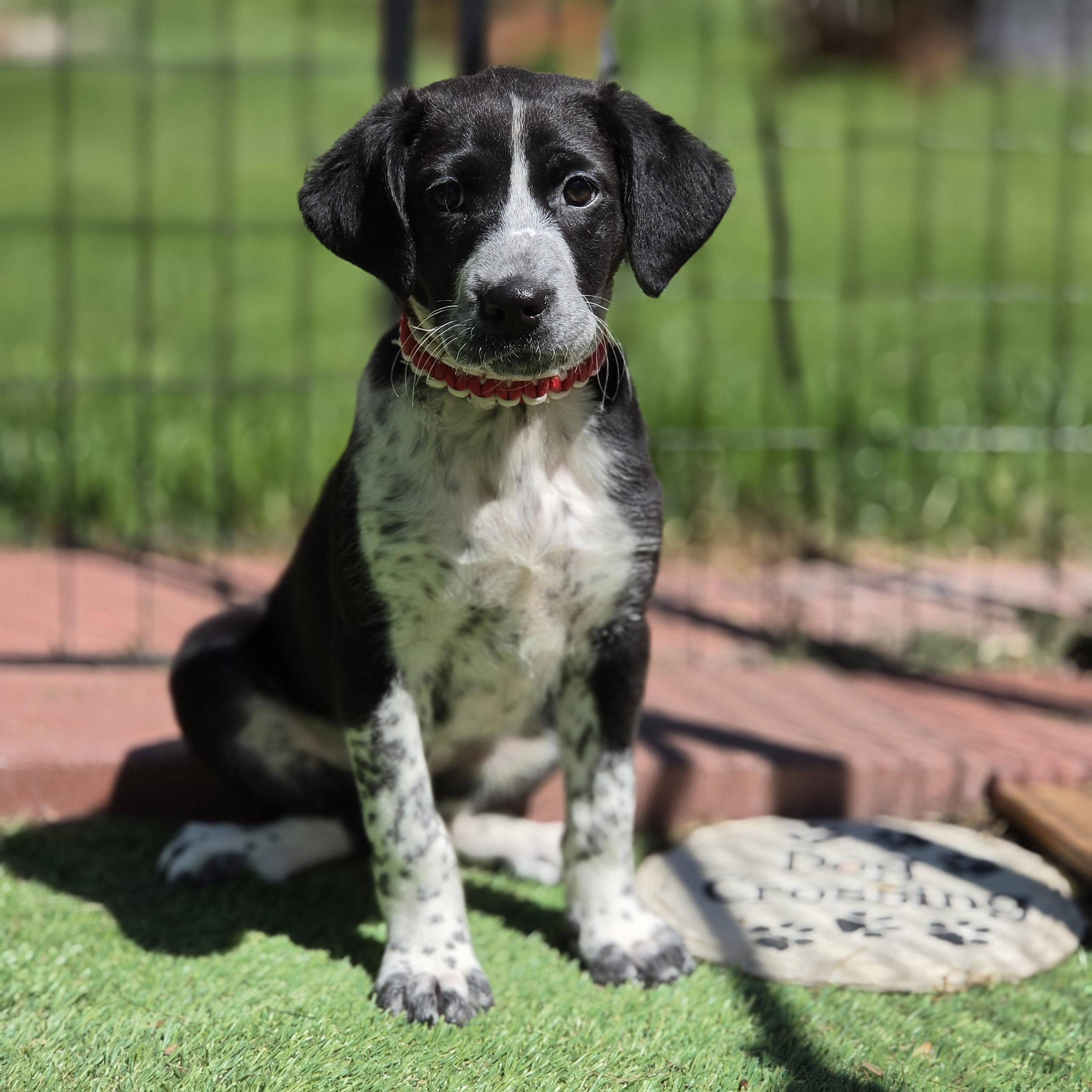 Sloane , adopted, Puppy Female Border Collie & Mixed Breed.