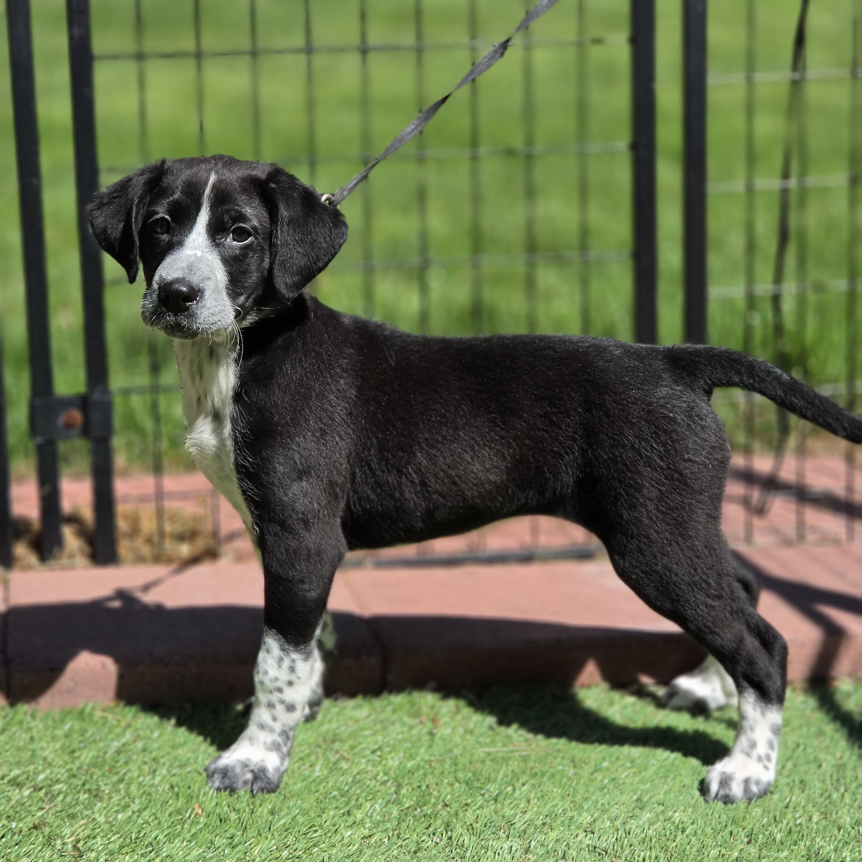 Sloane , an adopted mixed breed in Blairstown, NJ image 5/6