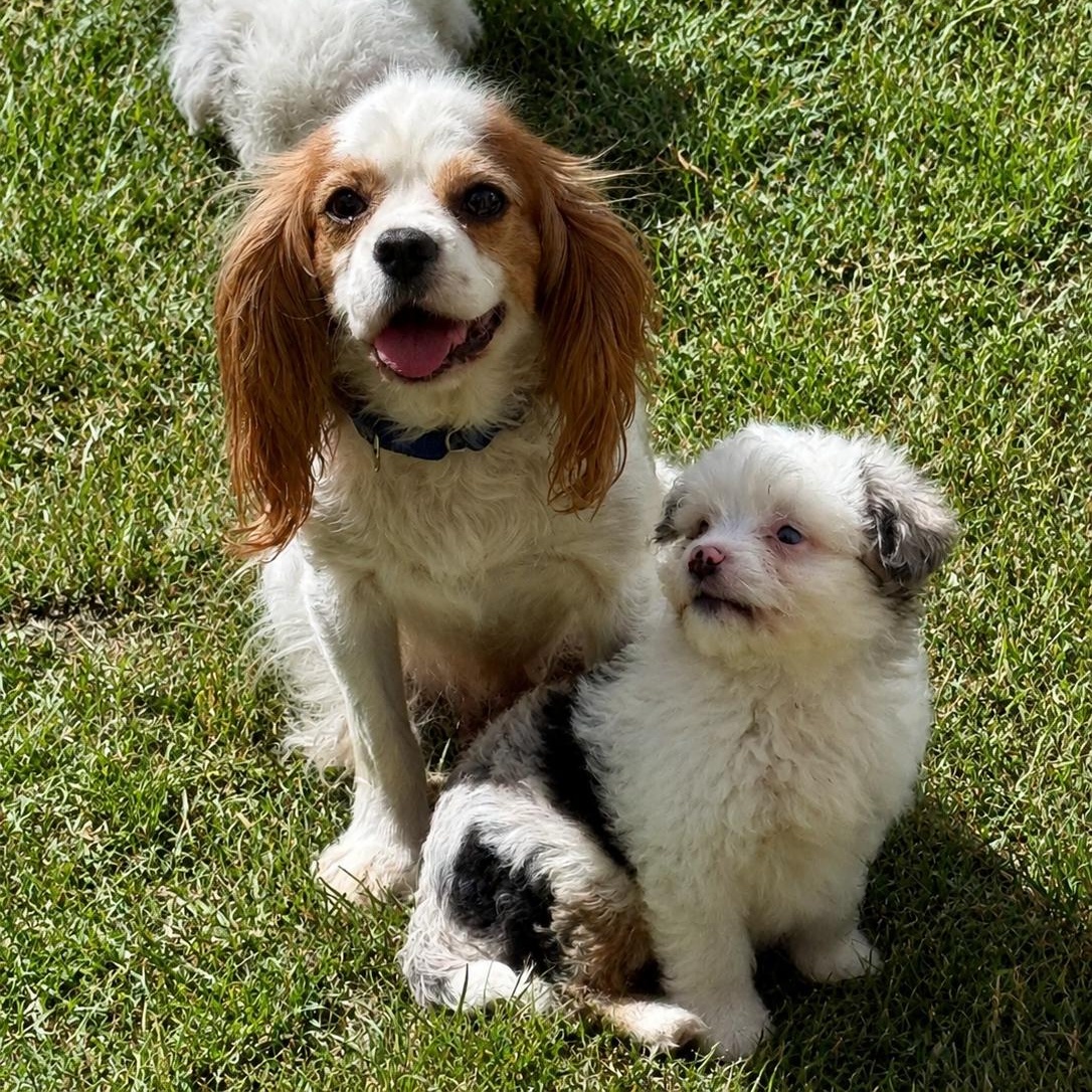 Gabe (mini-Aussiedoodle), Adoptable, Puppy Male Poodle & Aussiedoodle.