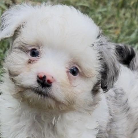 Enlarge Gabe (mini-Aussiedoodle), a Adoptable mixed breed in South Saint Paul, MN image 2/5