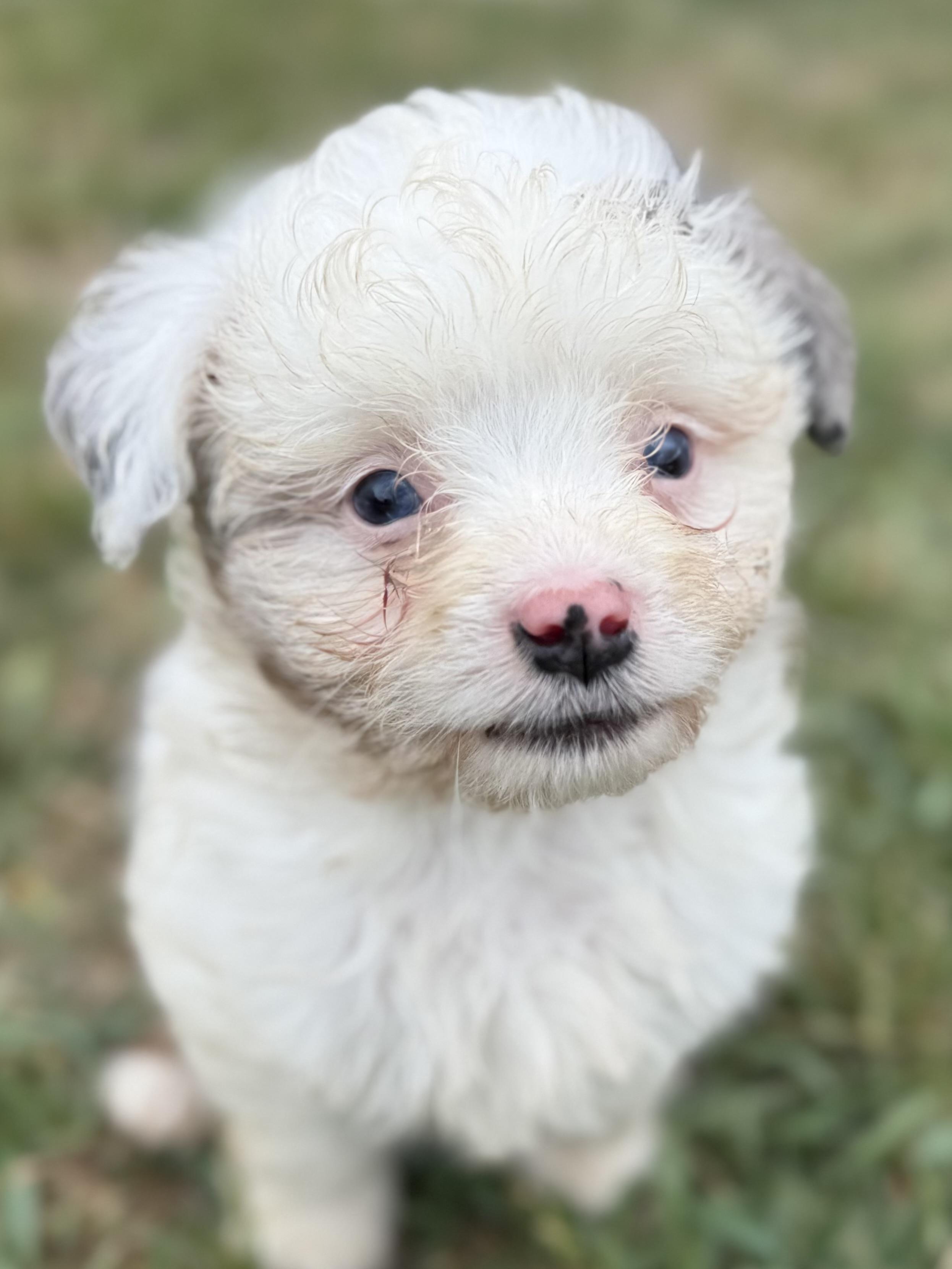 Enlarge Gabe (mini-Aussiedoodle), a Adoptable mixed breed in South Saint Paul, MN image 5/5