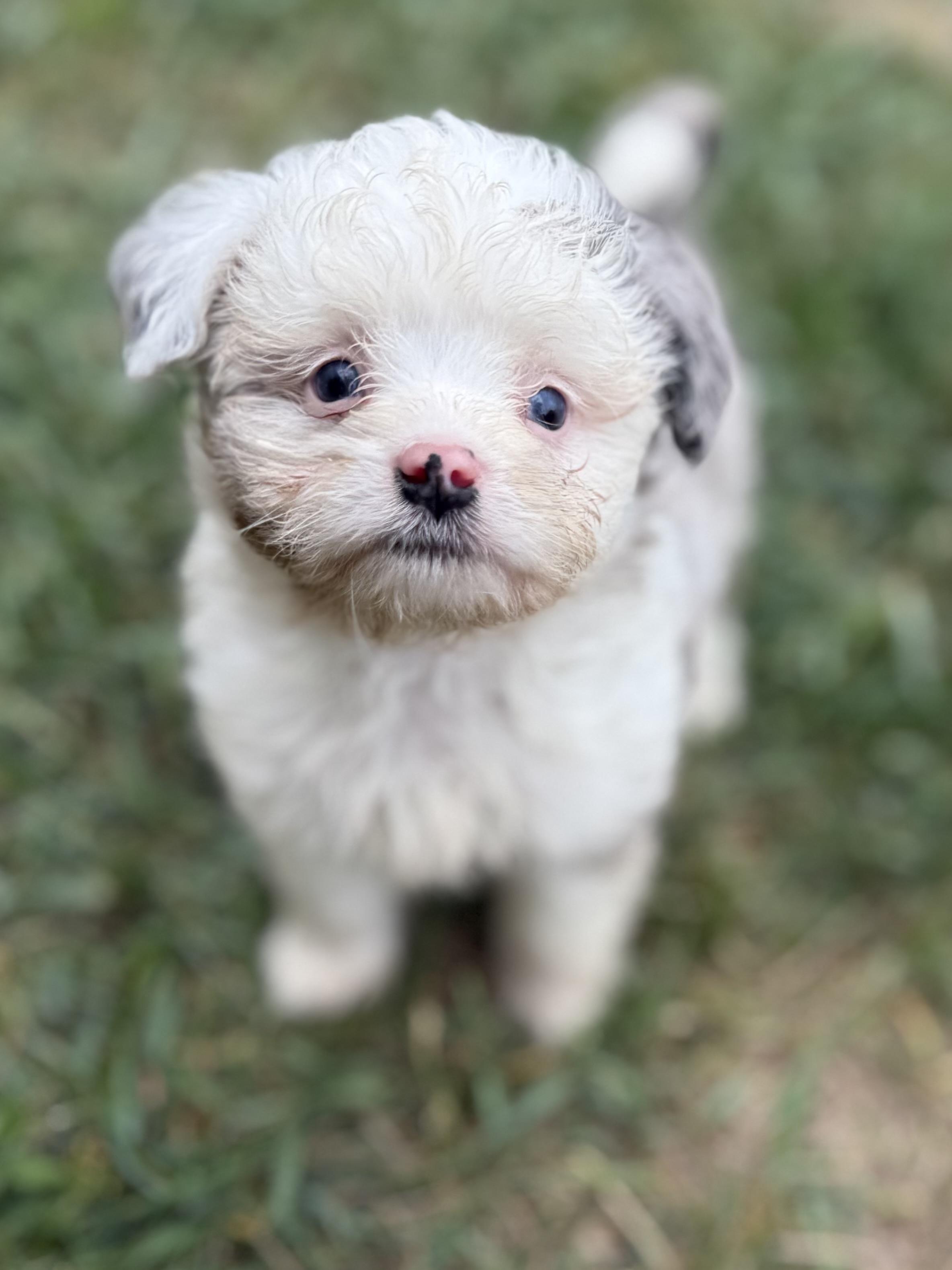 Enlarge Gabe (mini-Aussiedoodle), a Adoptable mixed breed in South Saint Paul, MN image 4/5