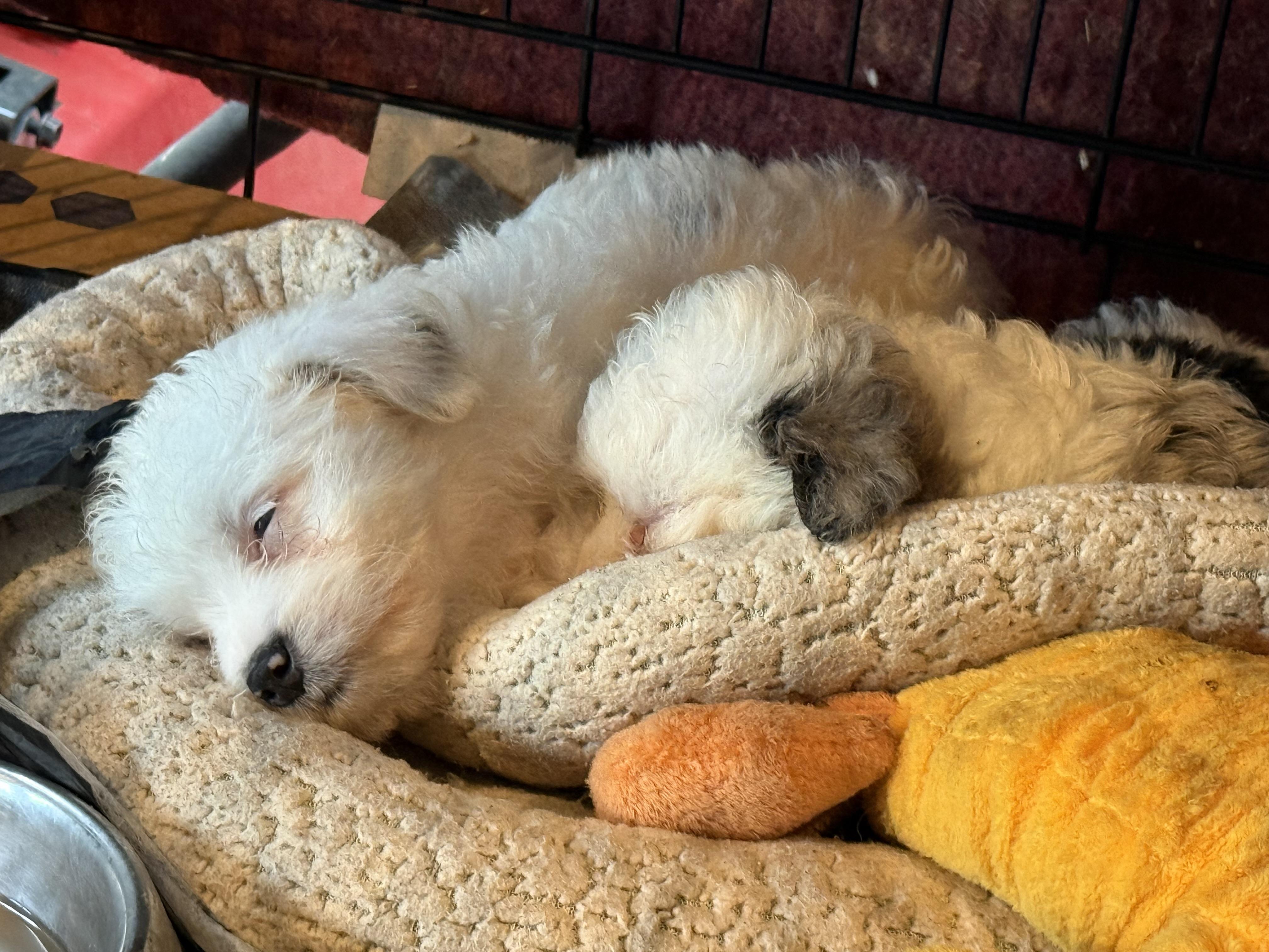 Enlarge Gabe (mini-Aussiedoodle), a Adoptable mixed breed in South Saint Paul, MN image 3/5